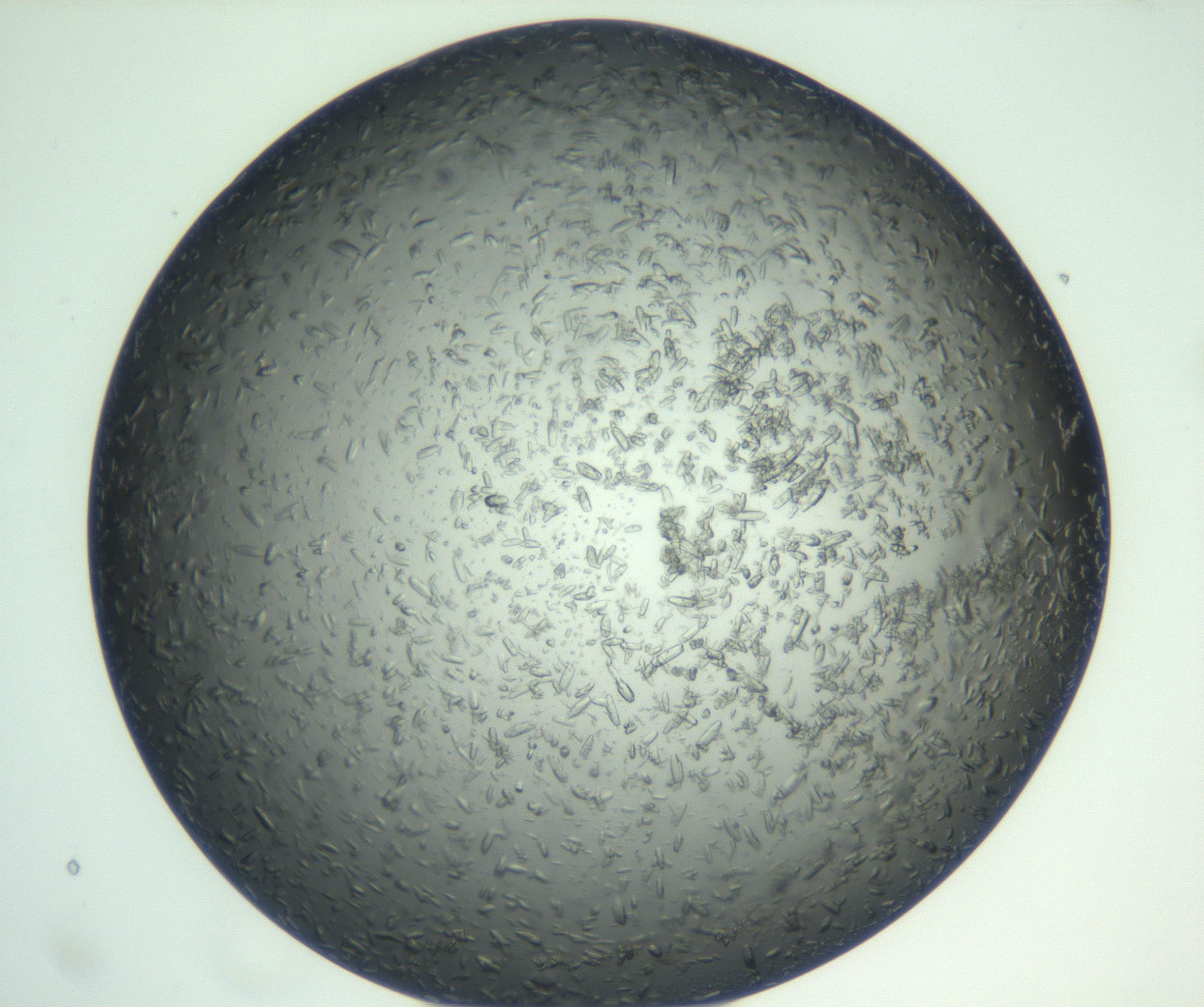 RI01_03_000_0212_Proj1_Clon1_MC_0000MC102933_002_161106_02_03_01_00_99_002_001_RAI.jpg