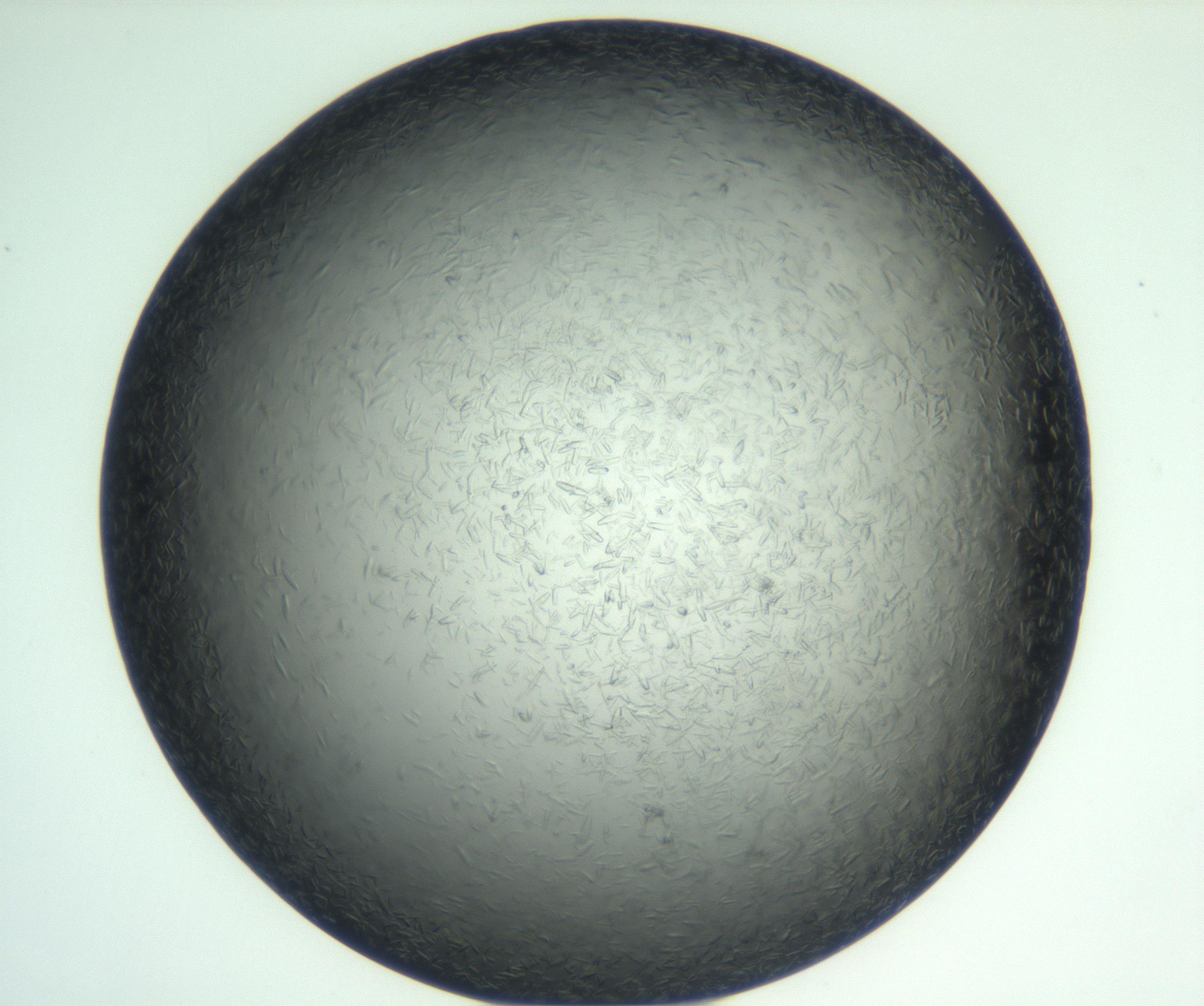 RI01_03_000_0212_Proj1_Clon1_MC_0000MC102933_002_161106_02_04_02_00_99_002_001_RAI.jpg