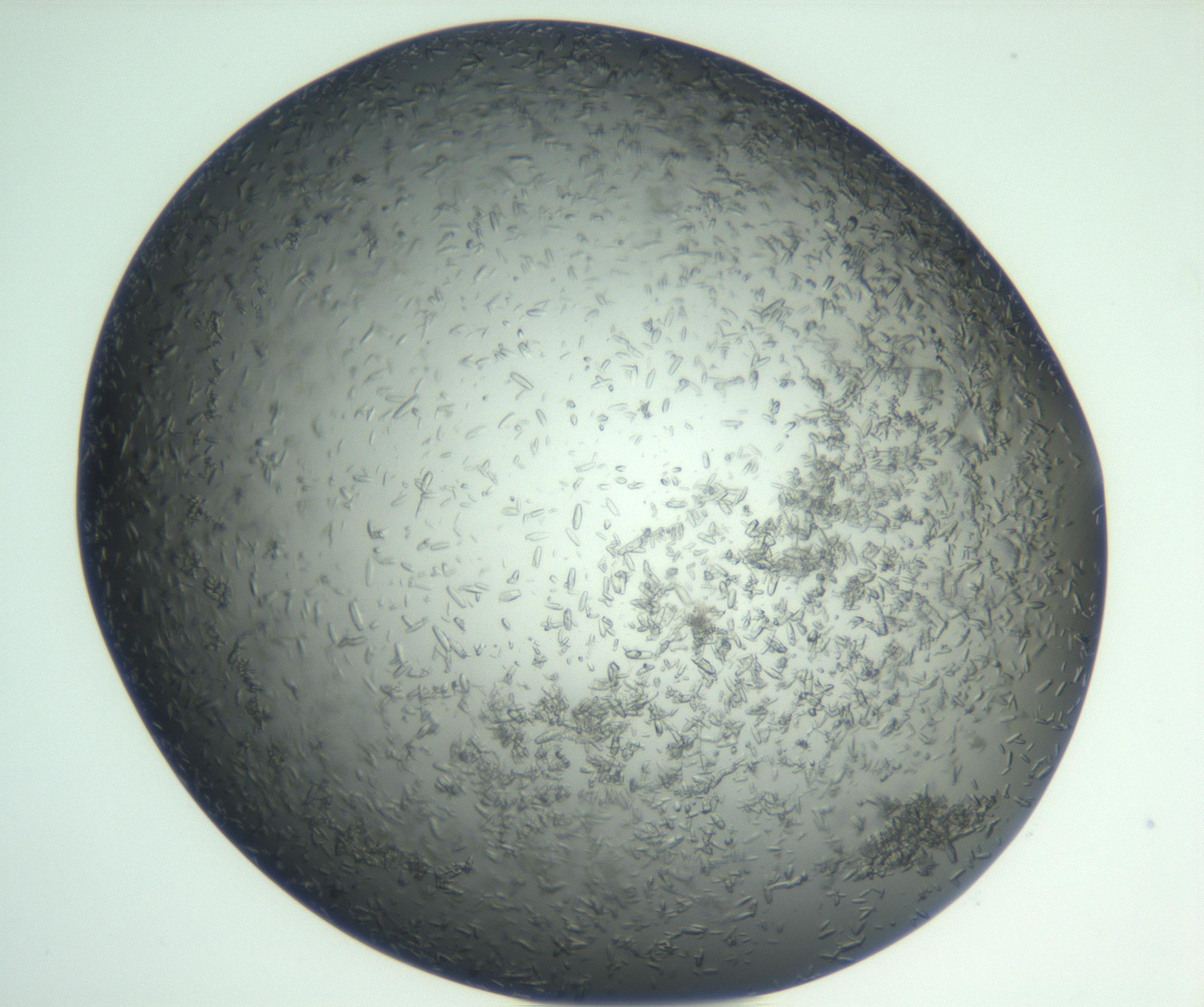 RI01_03_000_0212_Proj1_Clon1_MC_0000MC102933_002_161106_02_05_01_00_99_002_001_RAI.jpg
