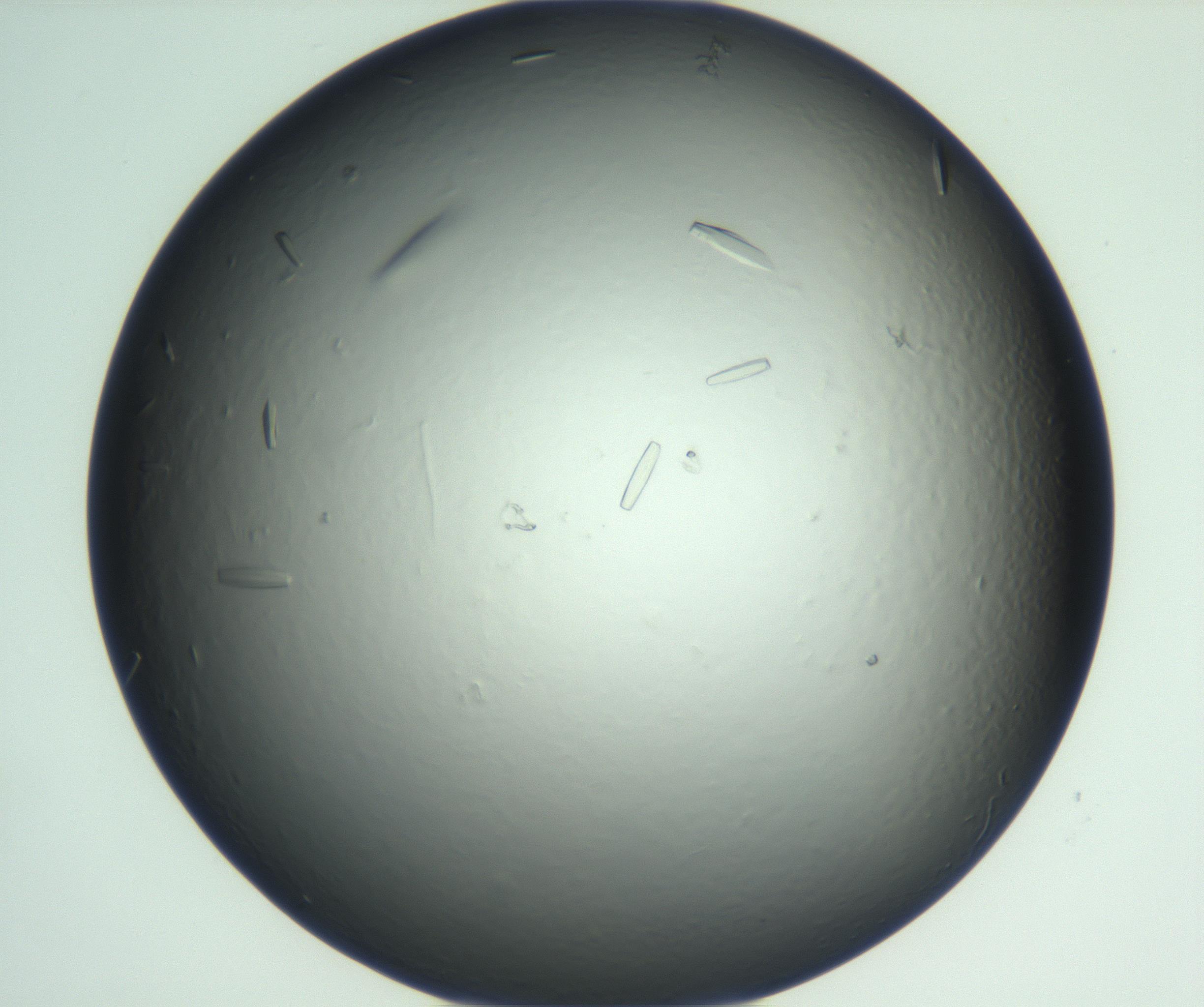 RI01_03_000_0212_Proj1_Clon1_MC_0000MC102933_002_161106_03_04_01_00_99_002_001_RAI.jpg
