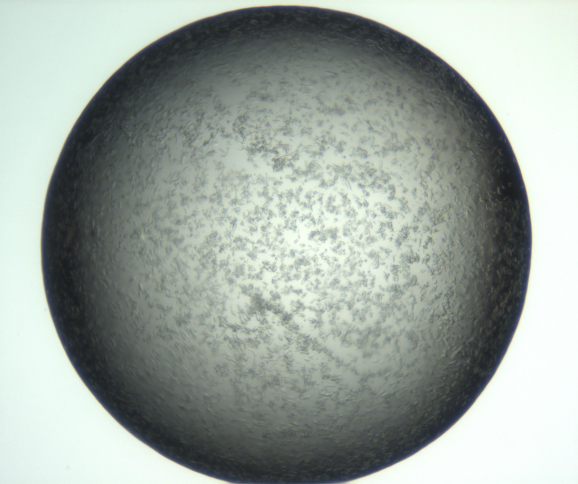 RI01_03_000_0212_Proj1_Clon1_MC_0000MC102933_002_161106_03_04_02_00_99_002_001_RAI.jpg