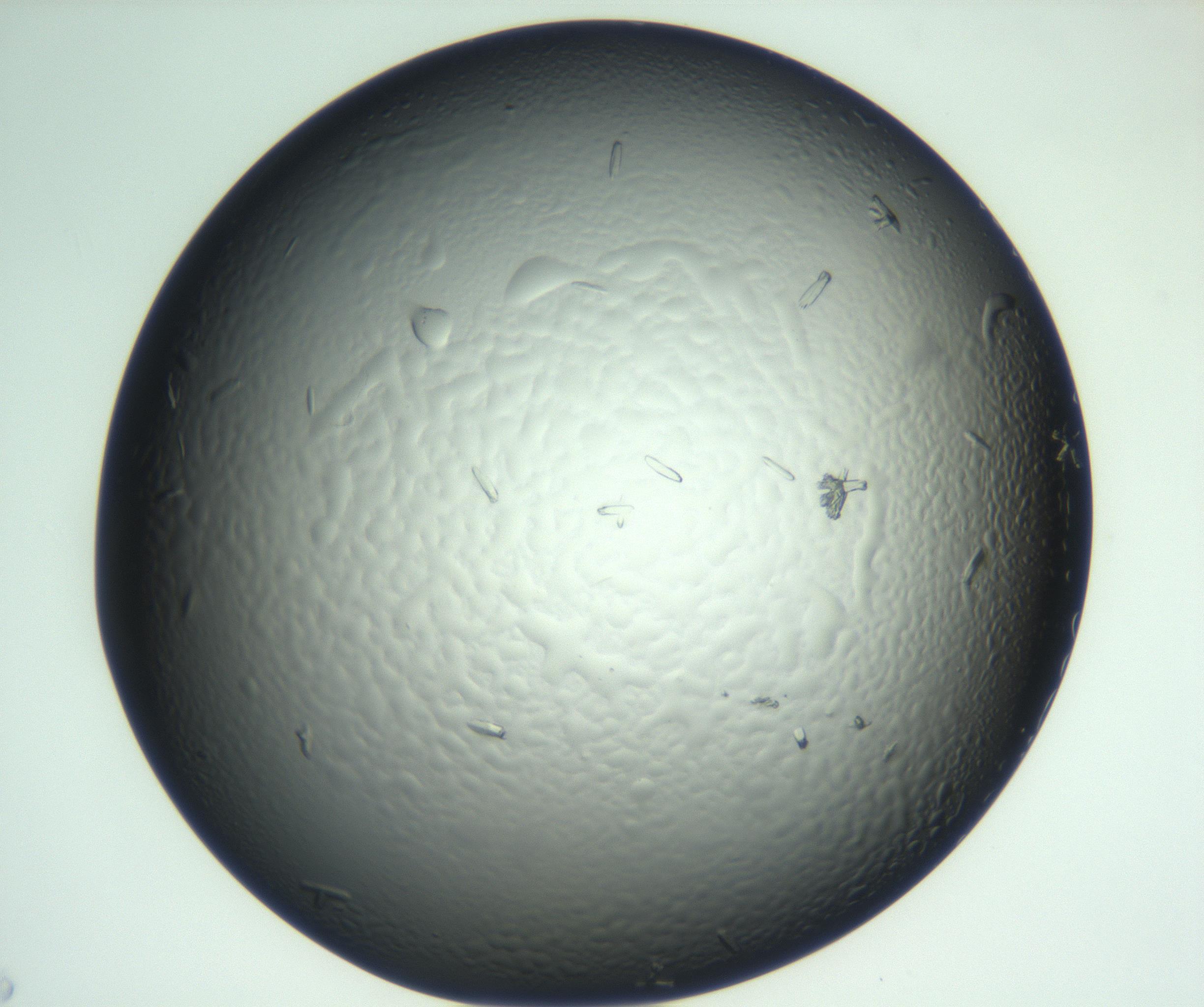 RI01_03_000_0212_Proj1_Clon1_MC_0000MC102933_002_161106_03_05_02_00_99_002_001_RAI.jpg