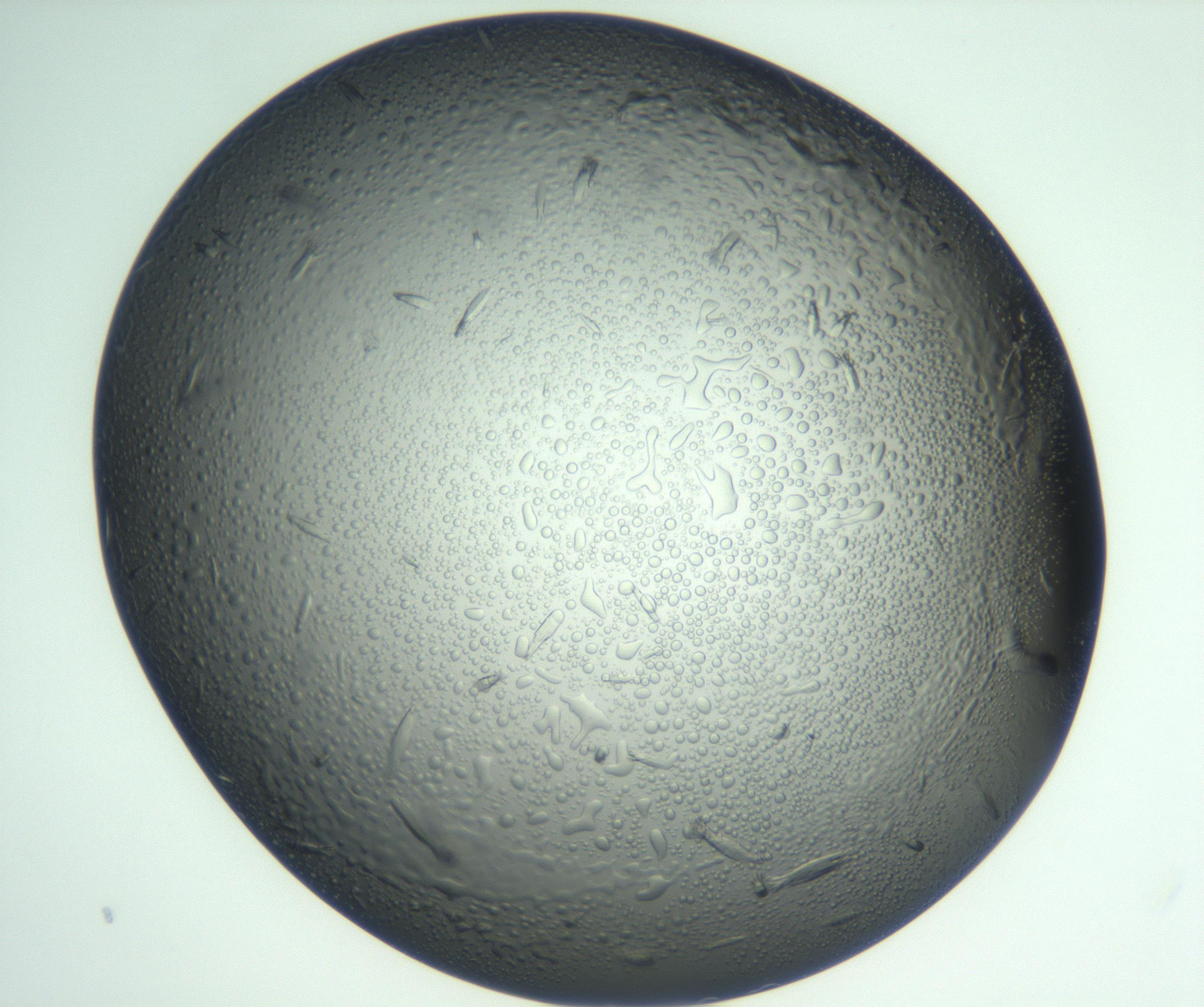 RI01_03_000_0212_Proj1_Clon1_MC_0000MC102933_002_161106_03_06_01_00_99_002_001_RAI.jpg