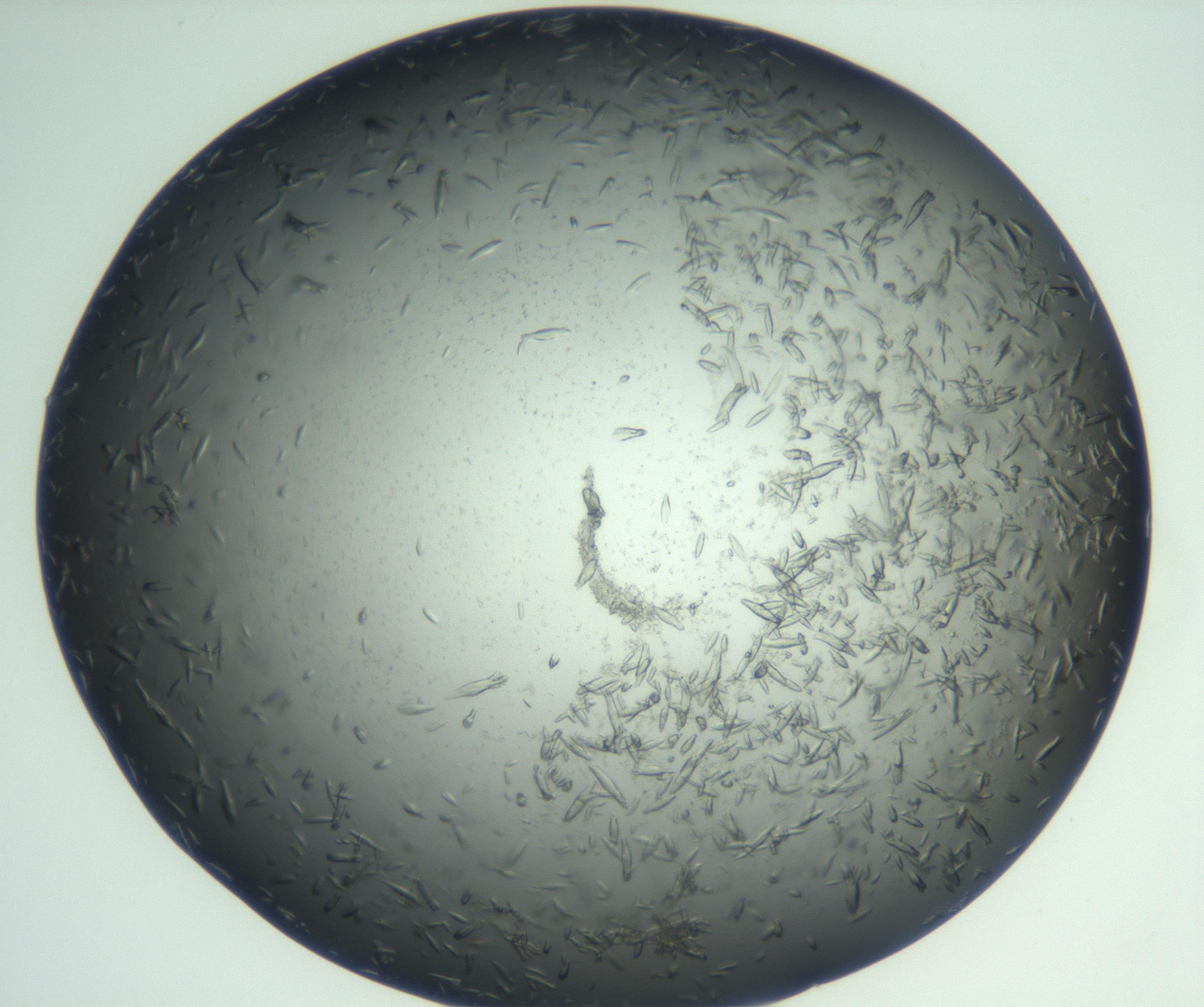 RI01_03_000_0212_Proj1_Clon1_MC_0000MC102933_002_161106_03_06_02_00_99_002_001_RAI.jpg