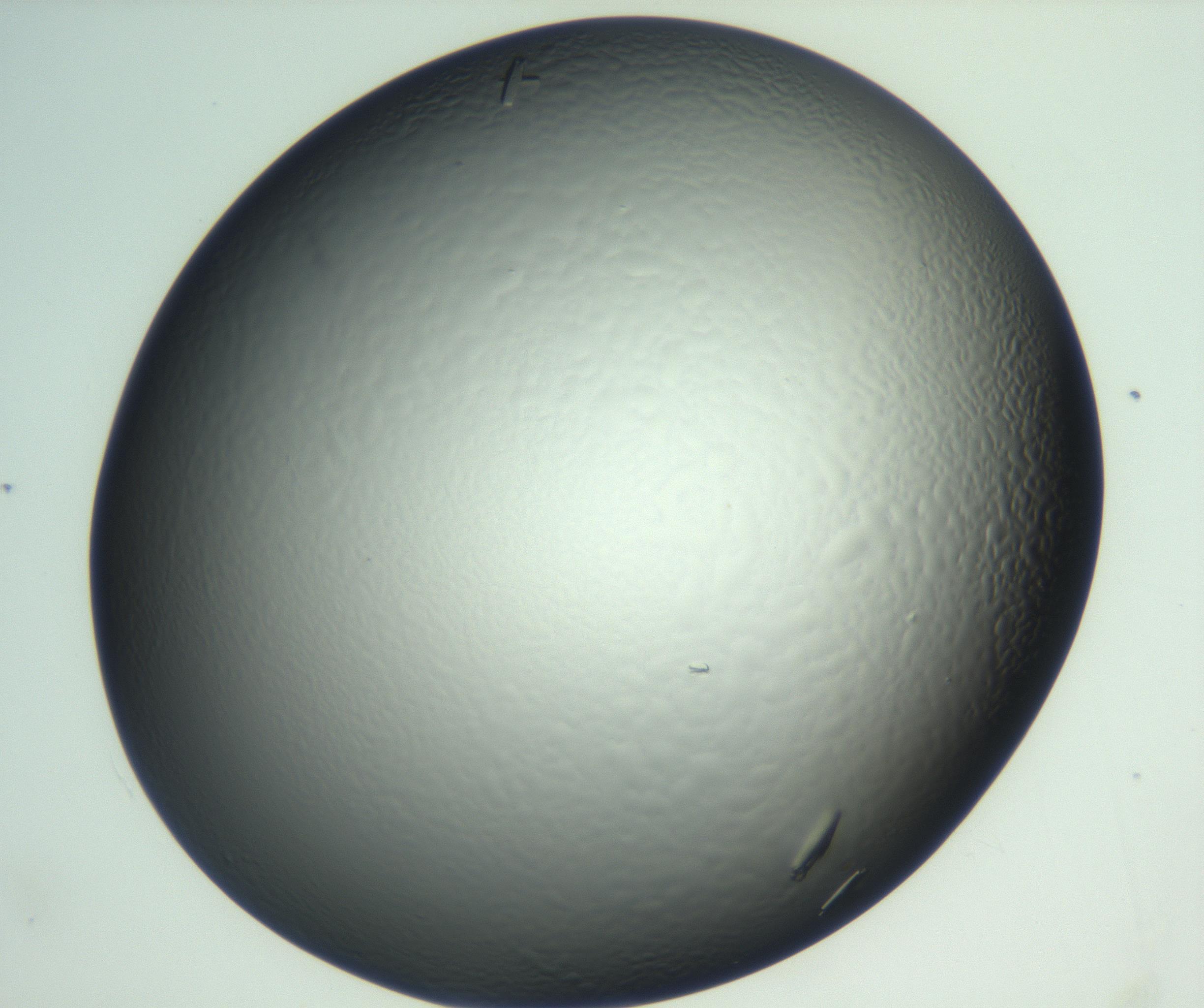 RI01_03_000_0212_Proj1_Clon1_MC_0000MC102933_002_161106_03_08_02_00_99_002_001_RAI.jpg