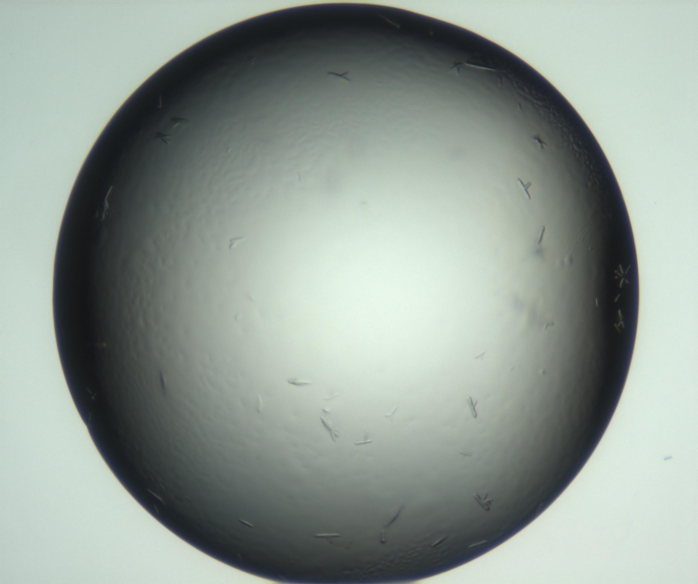 RI01_03_000_0212_Proj1_Clon1_MC_0000MC102933_002_161106_04_01_02_00_99_002_001_RAI.jpg