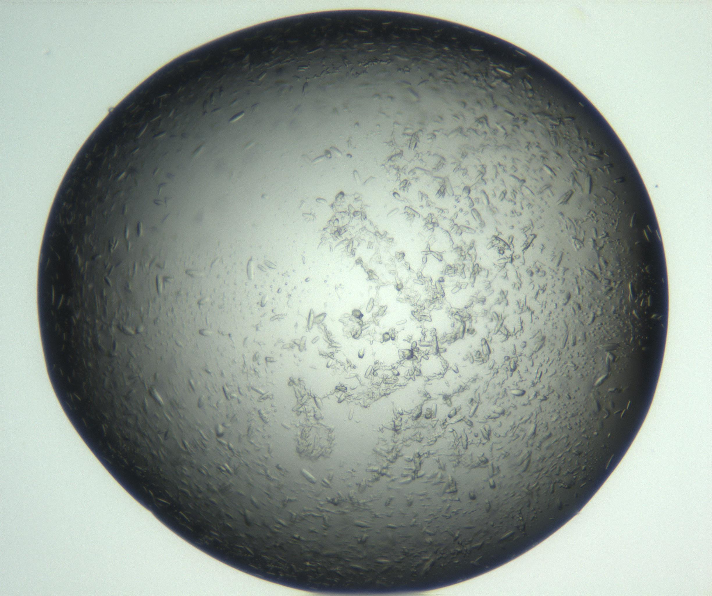 RI01_03_000_0212_Proj1_Clon1_MC_0000MC102933_002_161106_04_02_02_00_99_002_001_RAI.jpg