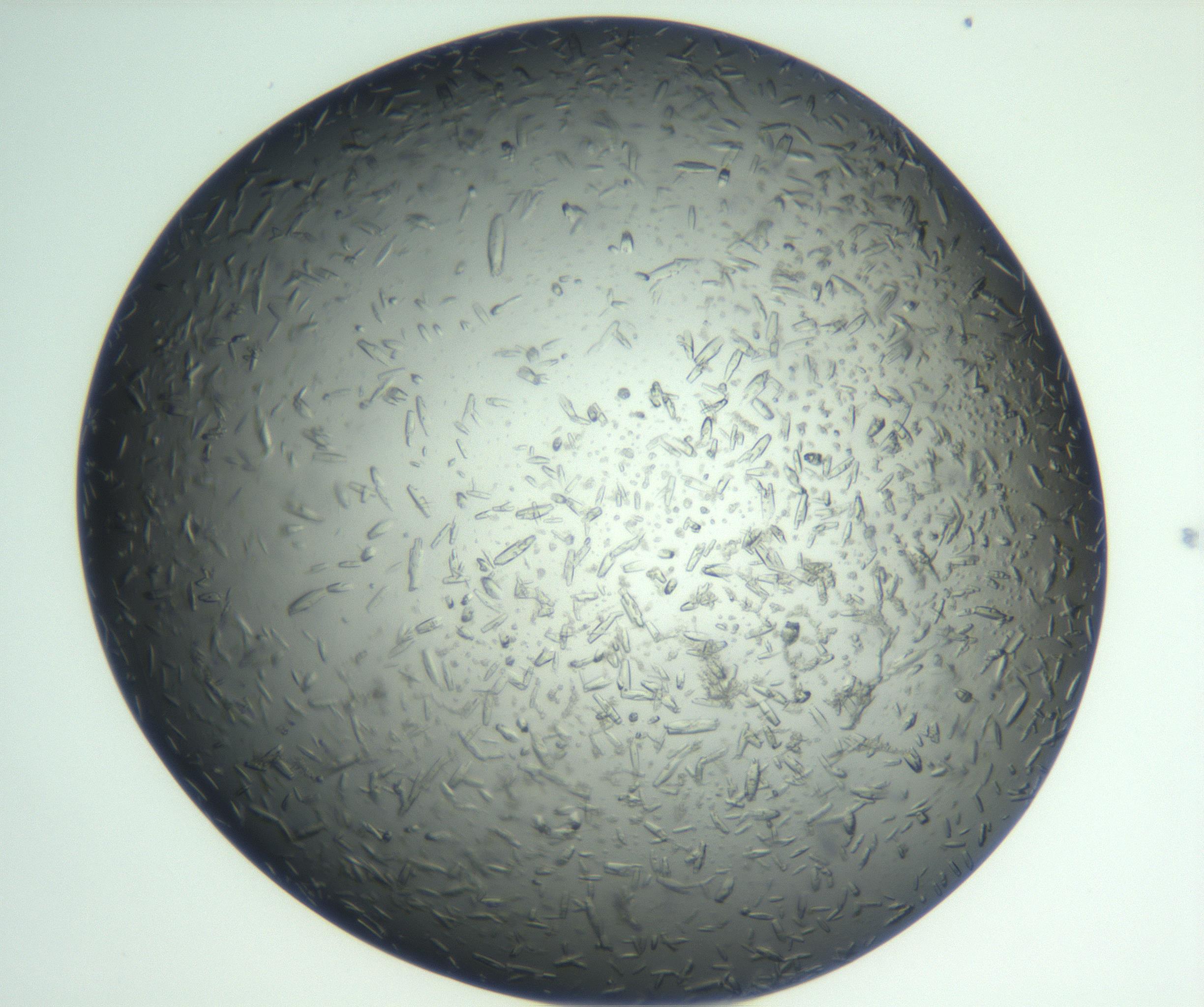 RI01_03_000_0212_Proj1_Clon1_MC_0000MC102933_002_161106_04_05_01_00_99_002_001_RAI.jpg