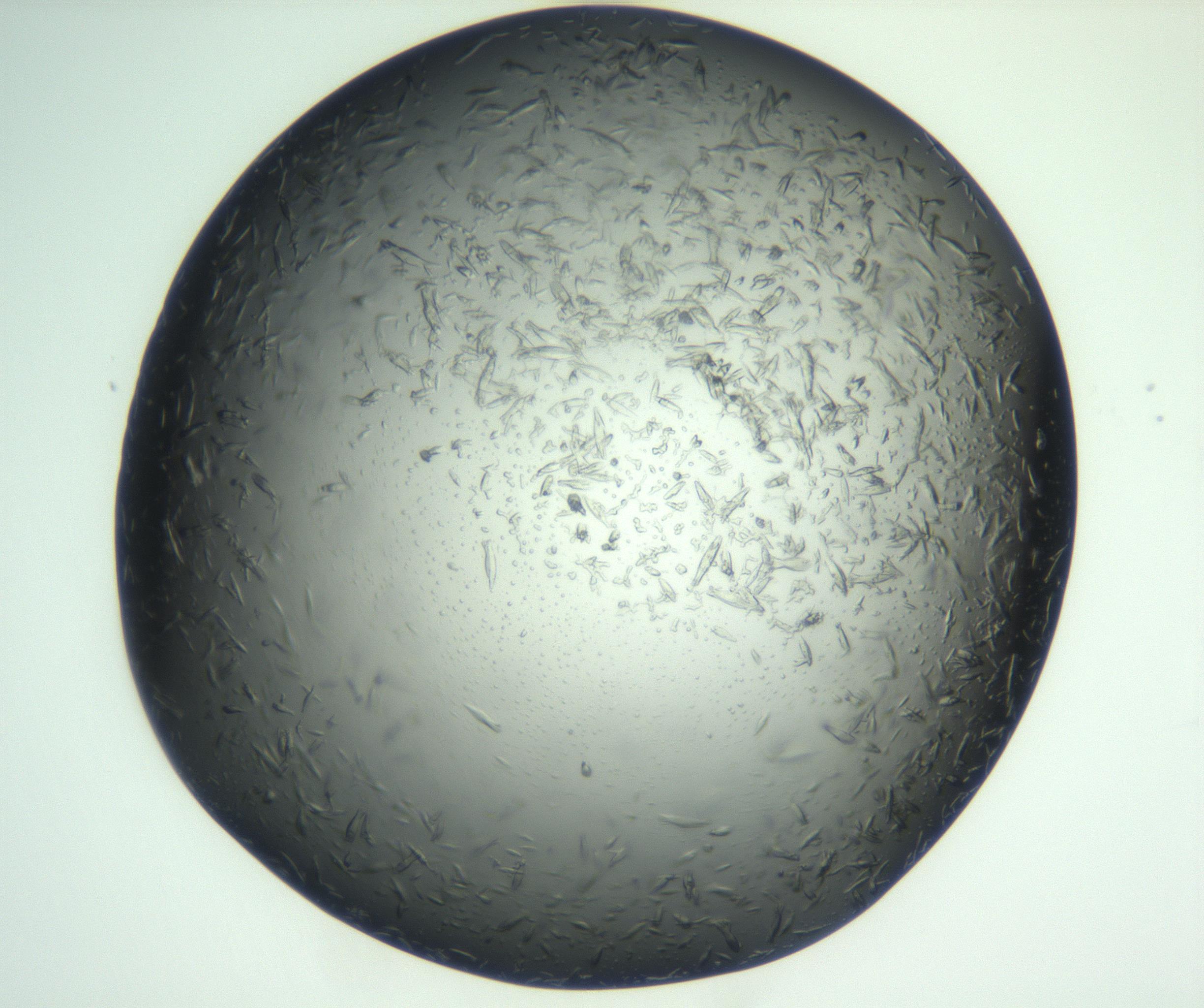 RI01_03_000_0212_Proj1_Clon1_MC_0000MC102933_002_161106_05_02_02_00_99_002_001_RAI.jpg