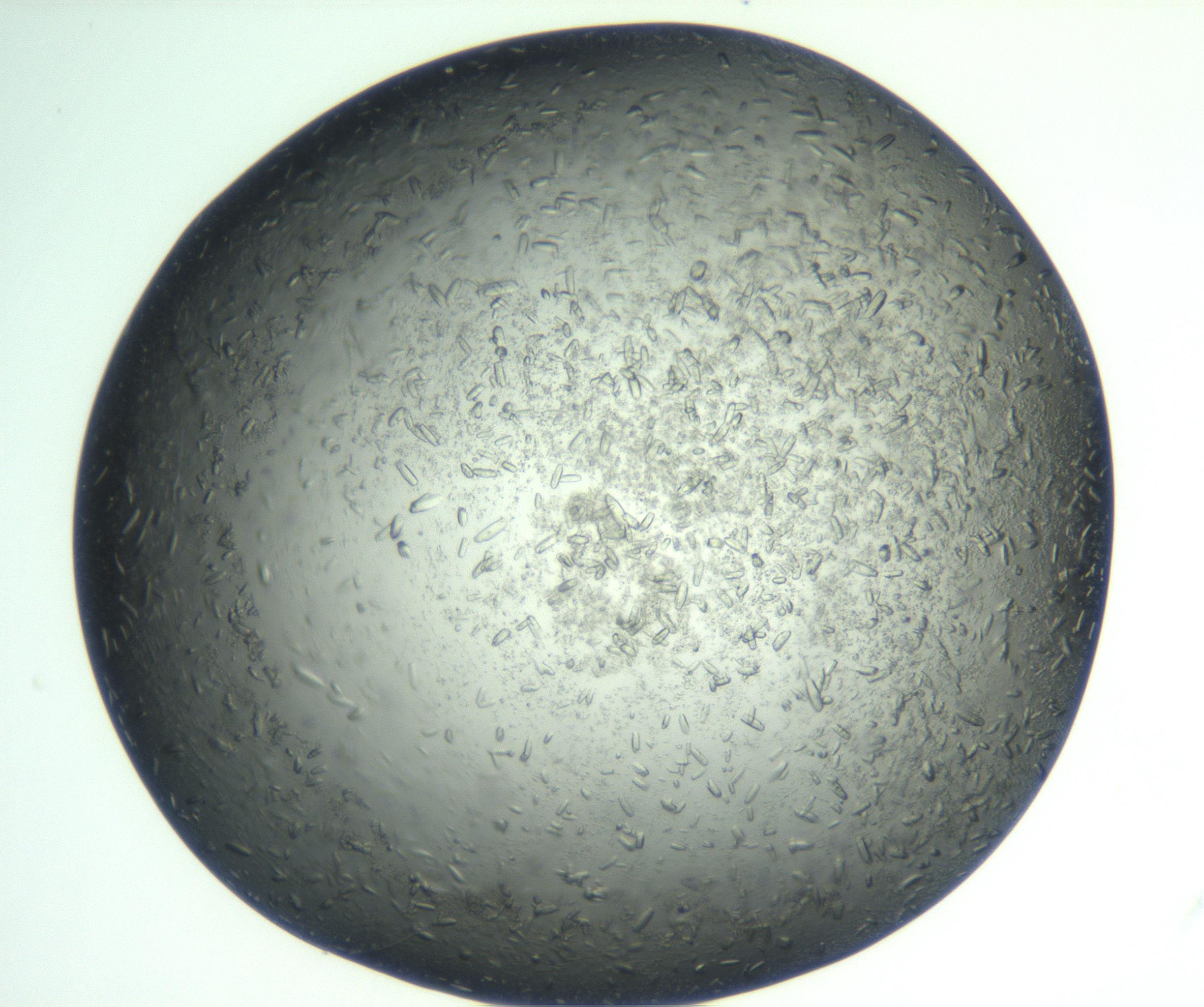 RI01_03_000_0212_Proj1_Clon1_MC_0000MC102933_002_161106_05_03_01_00_99_002_001_RAI.jpg