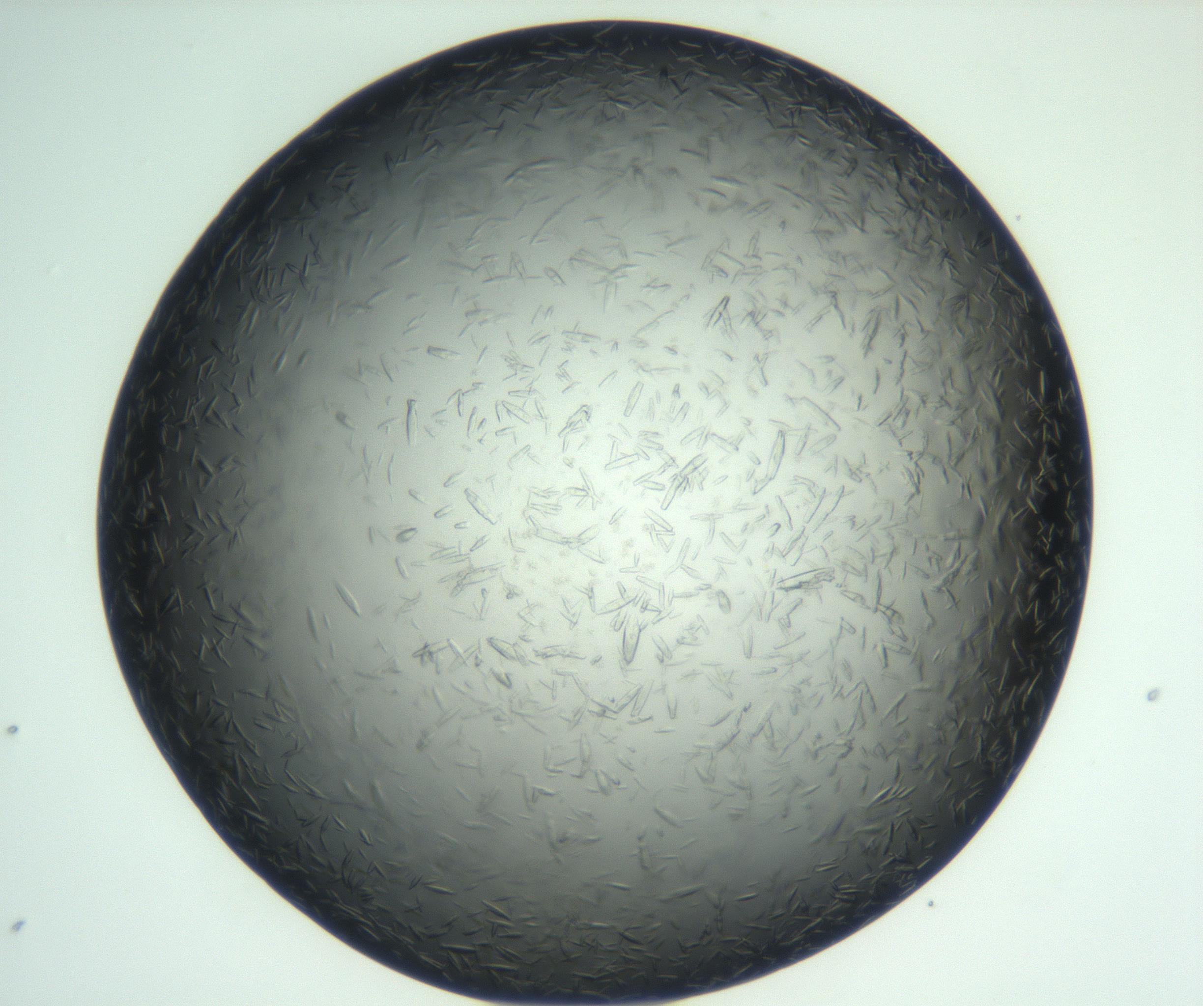 RI01_03_000_0212_Proj1_Clon1_MC_0000MC102933_002_161106_05_04_02_00_99_002_001_RAI.jpg