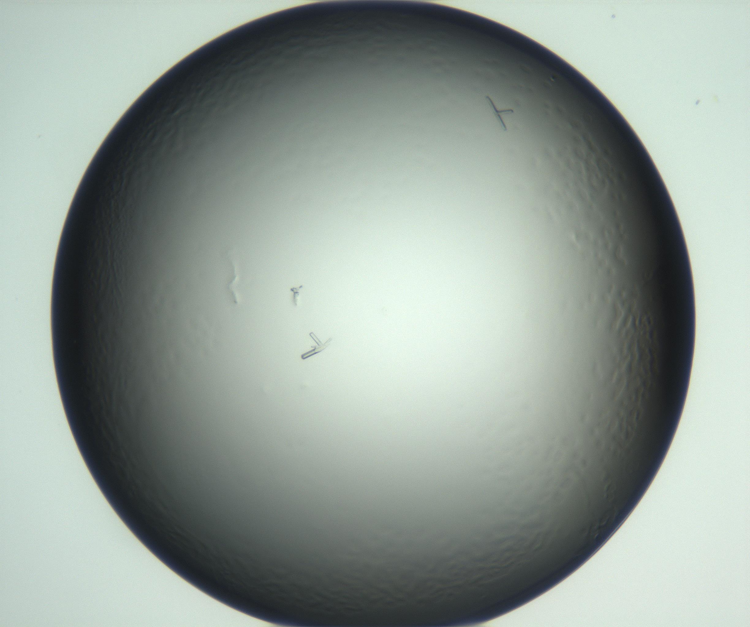 RI01_03_000_0212_Proj1_Clon1_MC_0000MC102933_002_161106_05_07_01_00_99_002_001_RAI.jpg