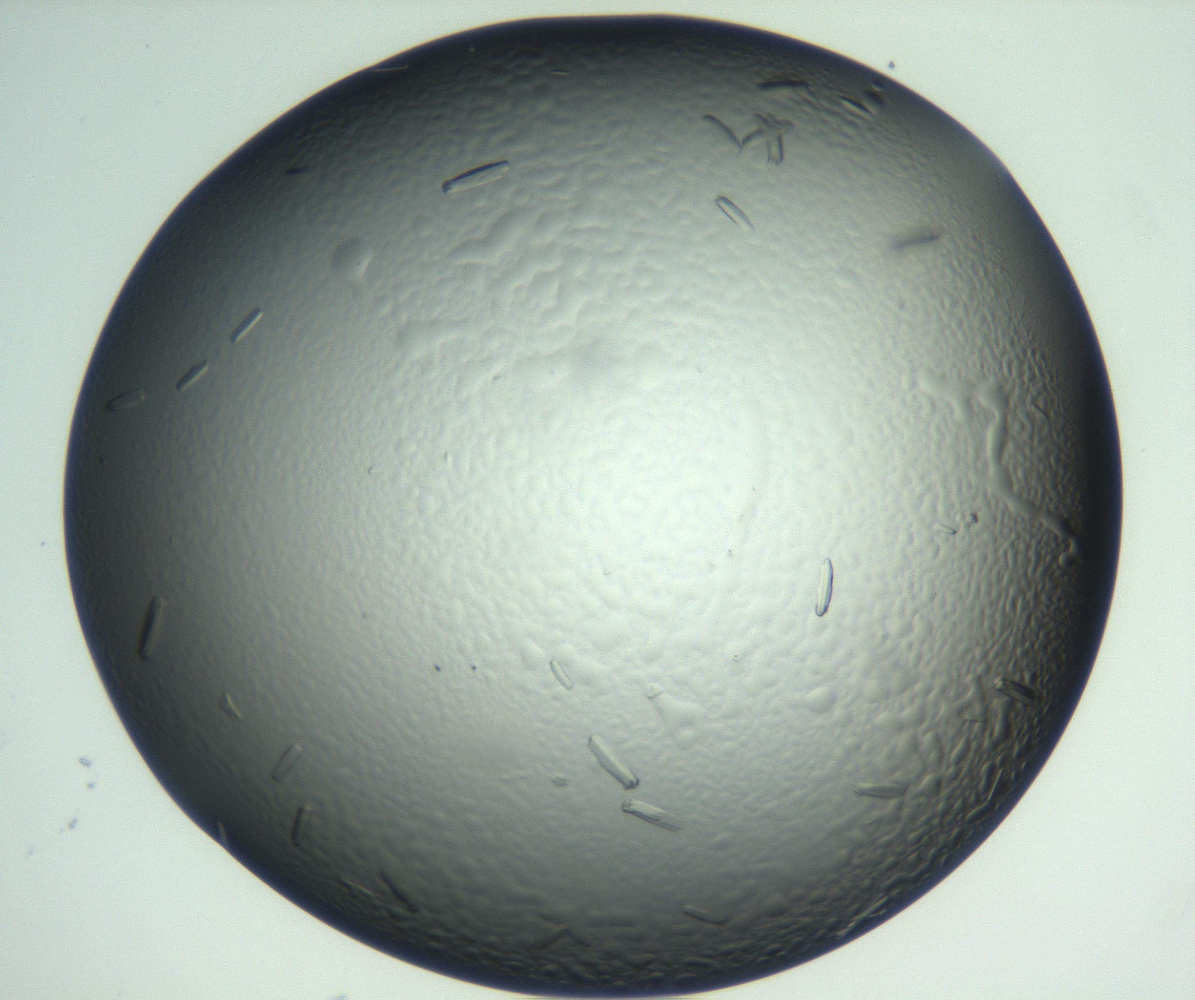 RI01_03_000_0212_Proj1_Clon1_MC_0000MC102933_002_161106_05_07_02_00_99_002_001_RAI.jpg