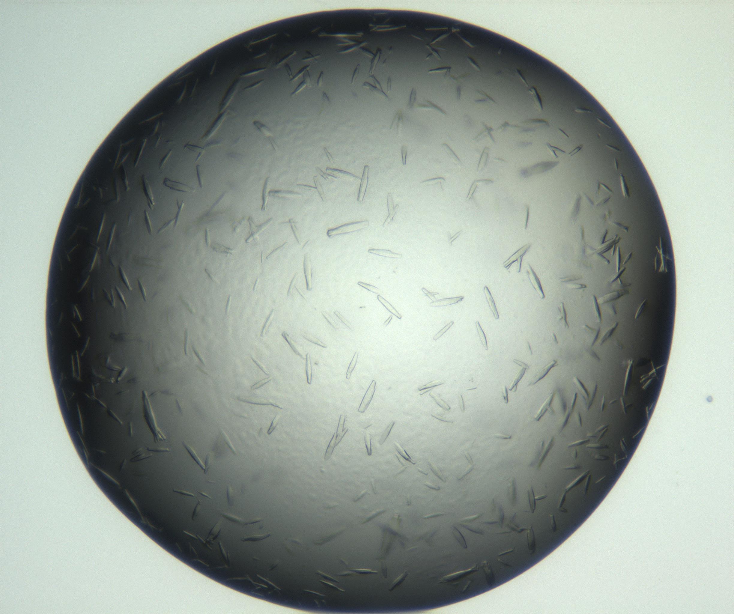 RI01_03_000_0212_Proj1_Clon1_MC_0000MC102933_002_161106_06_02_02_00_99_002_001_RAI.jpg