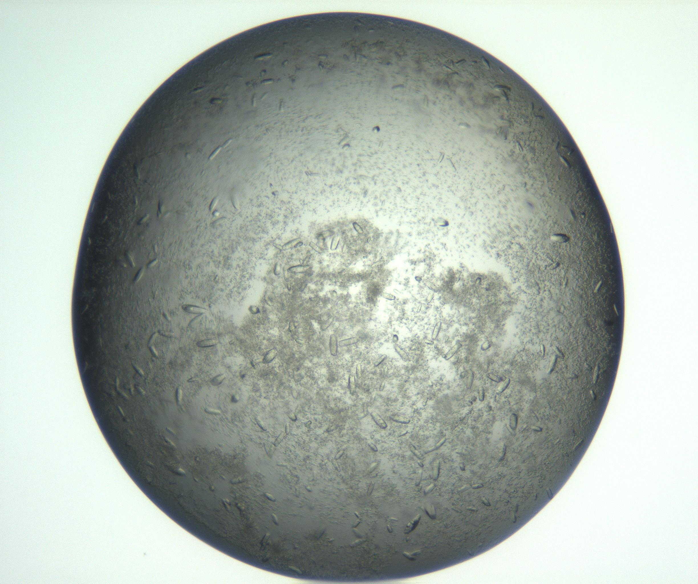 RI01_03_000_0212_Proj1_Clon1_MC_0000MC102933_002_161106_06_03_01_00_99_002_001_RAI.jpg