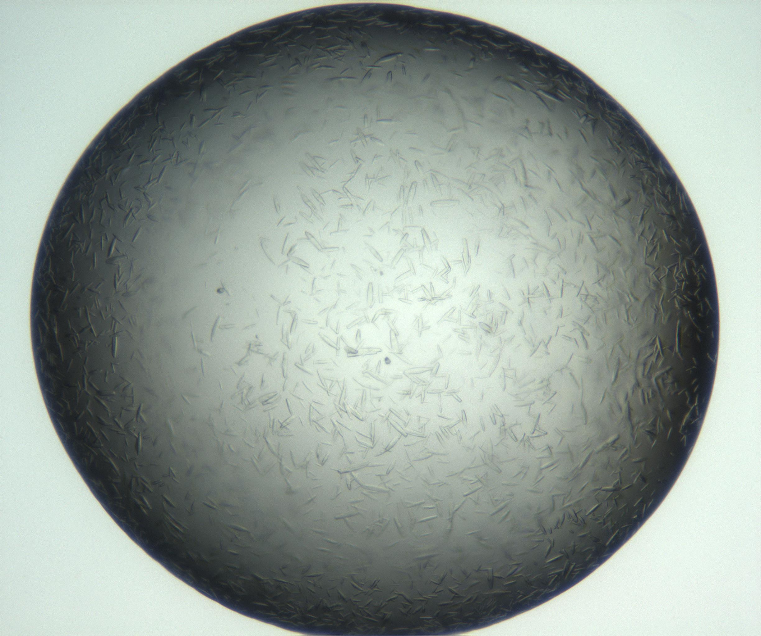 RI01_03_000_0212_Proj1_Clon1_MC_0000MC102933_002_161106_06_06_02_00_99_002_001_RAI.jpg