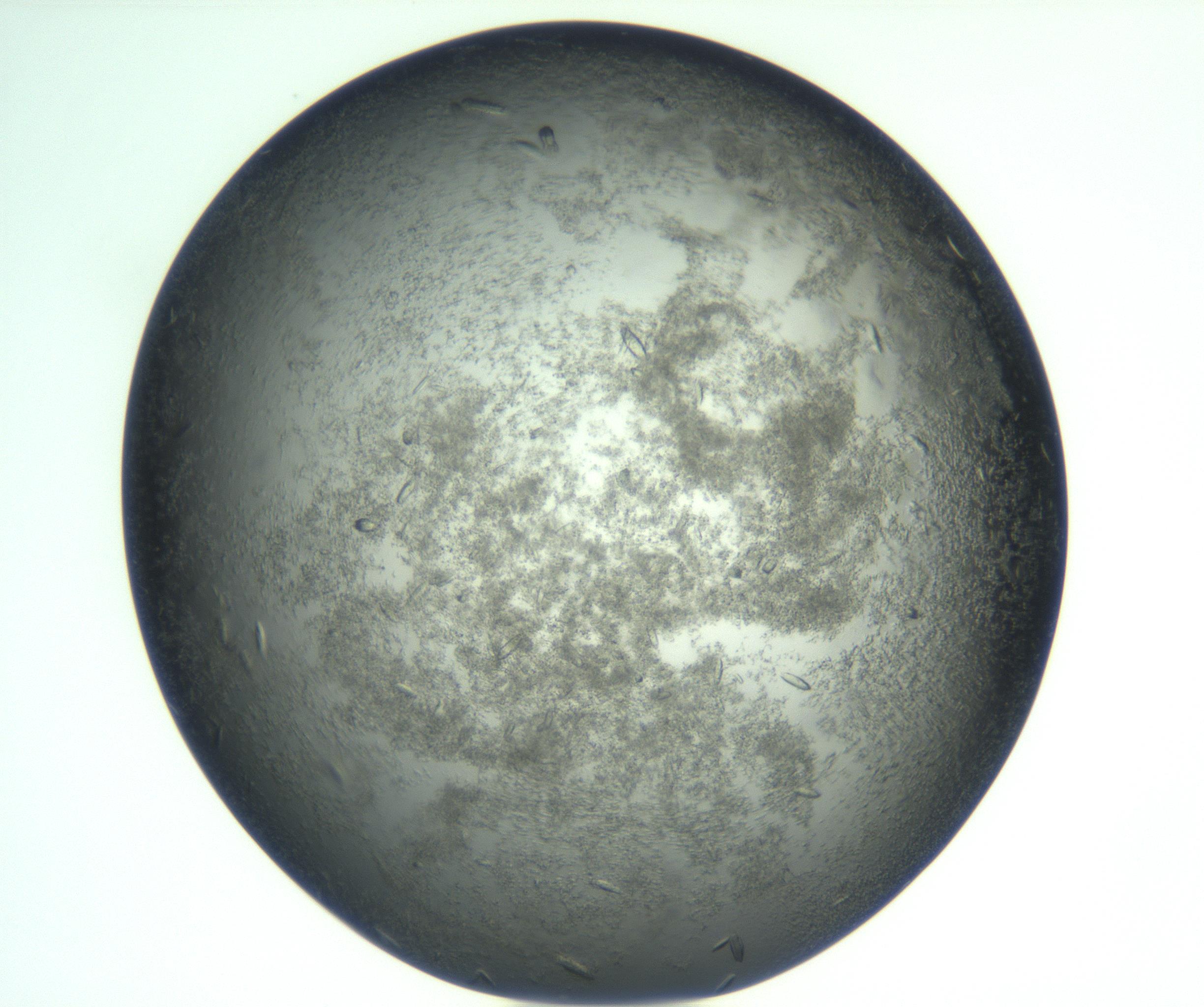 RI01_03_000_0212_Proj1_Clon1_MC_0000MC102933_002_161106_07_02_01_00_99_002_001_RAI.jpg