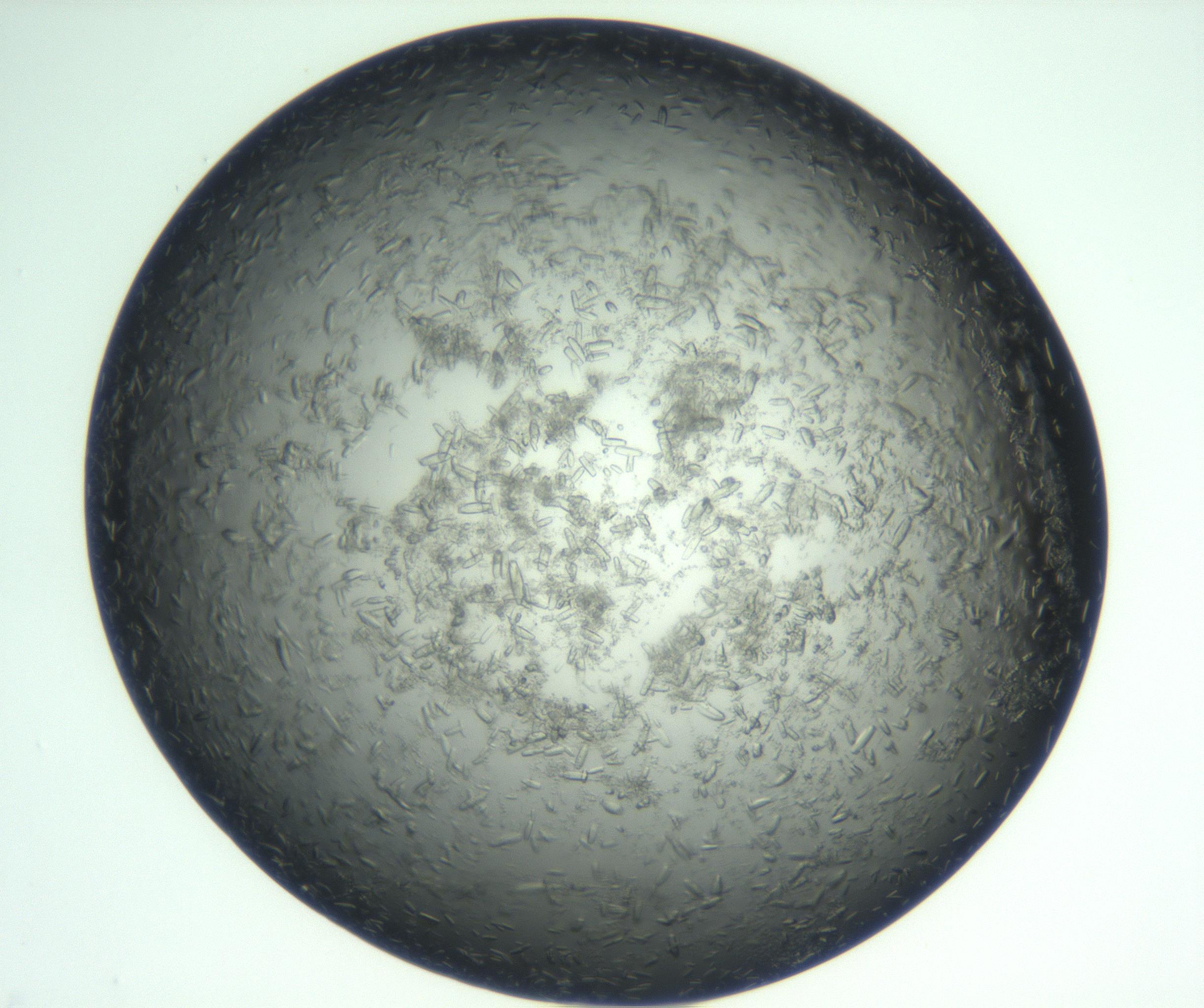 RI01_03_000_0212_Proj1_Clon1_MC_0000MC102933_002_161106_07_05_01_00_99_002_001_RAI.jpg