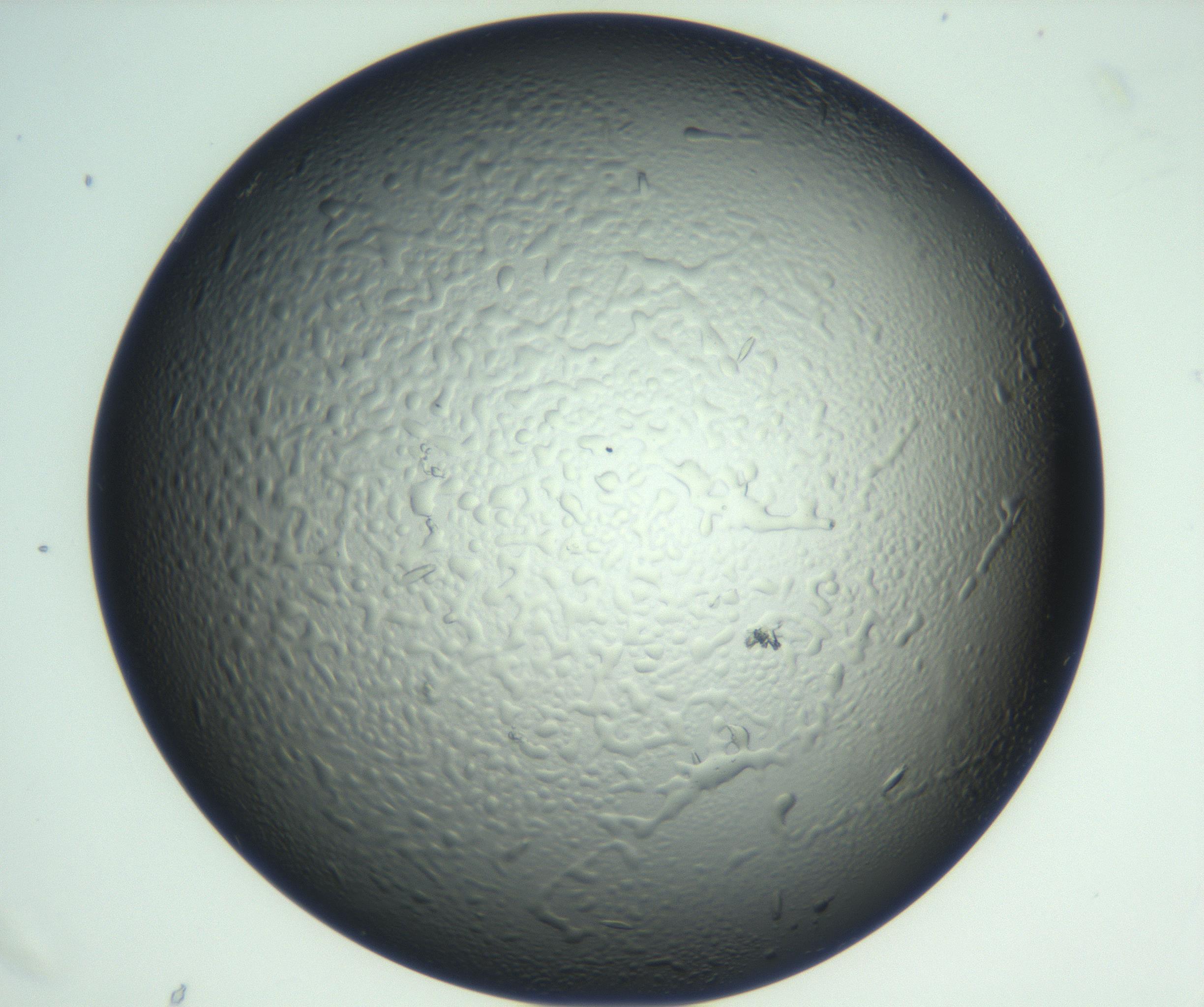 RI01_03_000_0212_Proj1_Clon1_MC_0000MC102933_002_161106_07_06_02_00_99_002_001_RAI.jpg