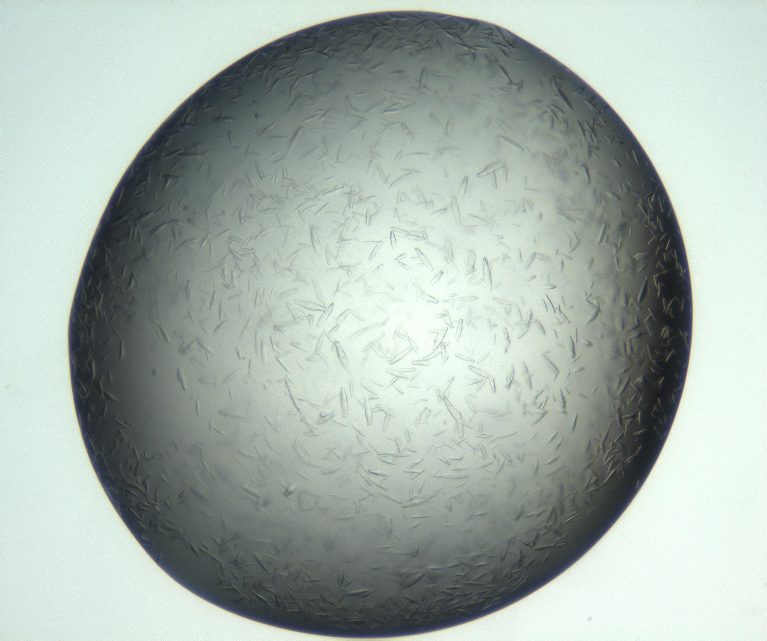 RI01_03_000_0212_Proj1_Clon1_MC_0000MC102933_002_161106_07_07_02_00_99_002_001_RAI.jpg