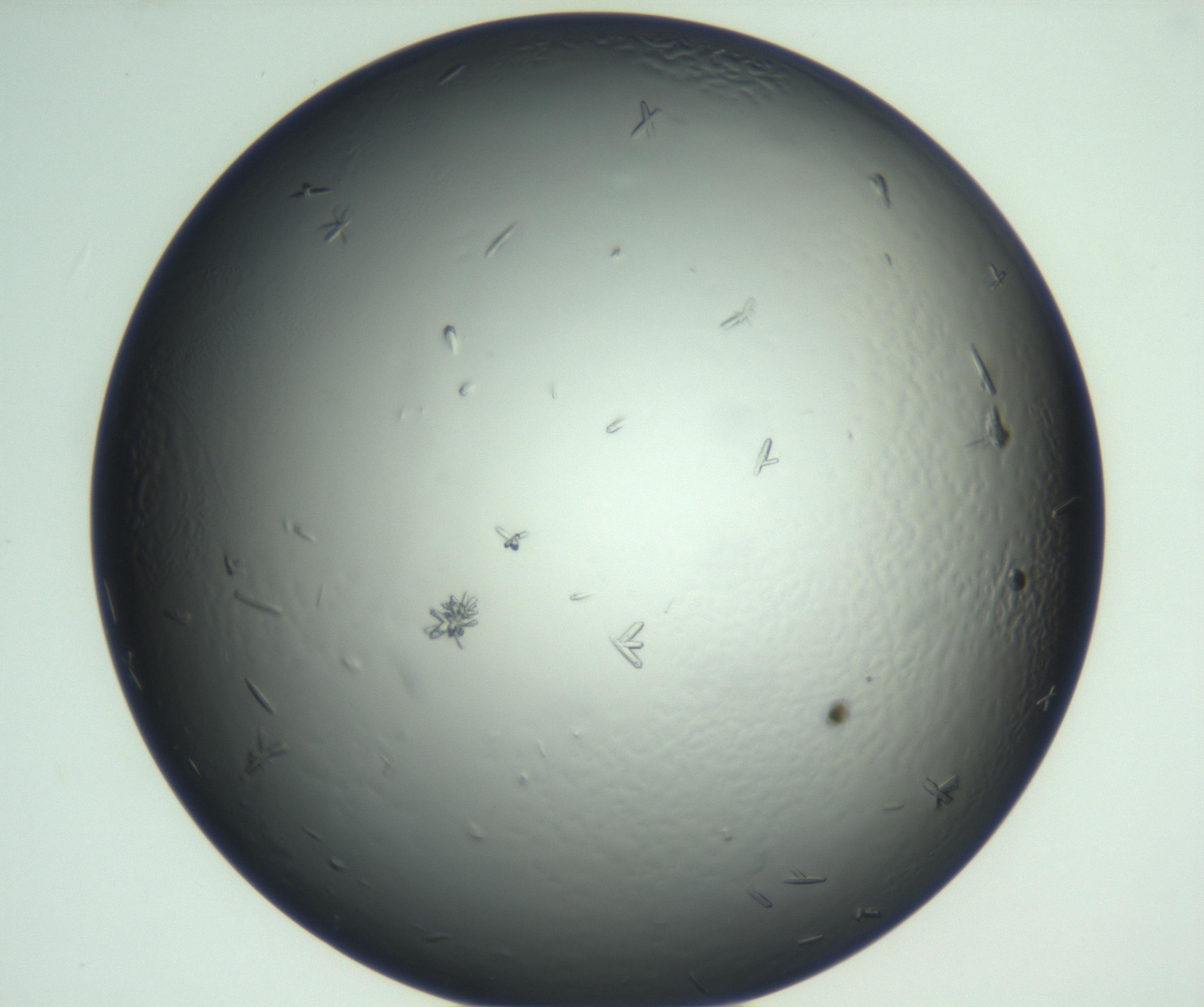 RI01_03_000_0212_Proj1_Clon1_MC_0000MC102933_002_161106_08_01_02_00_99_002_001_RAI.jpg