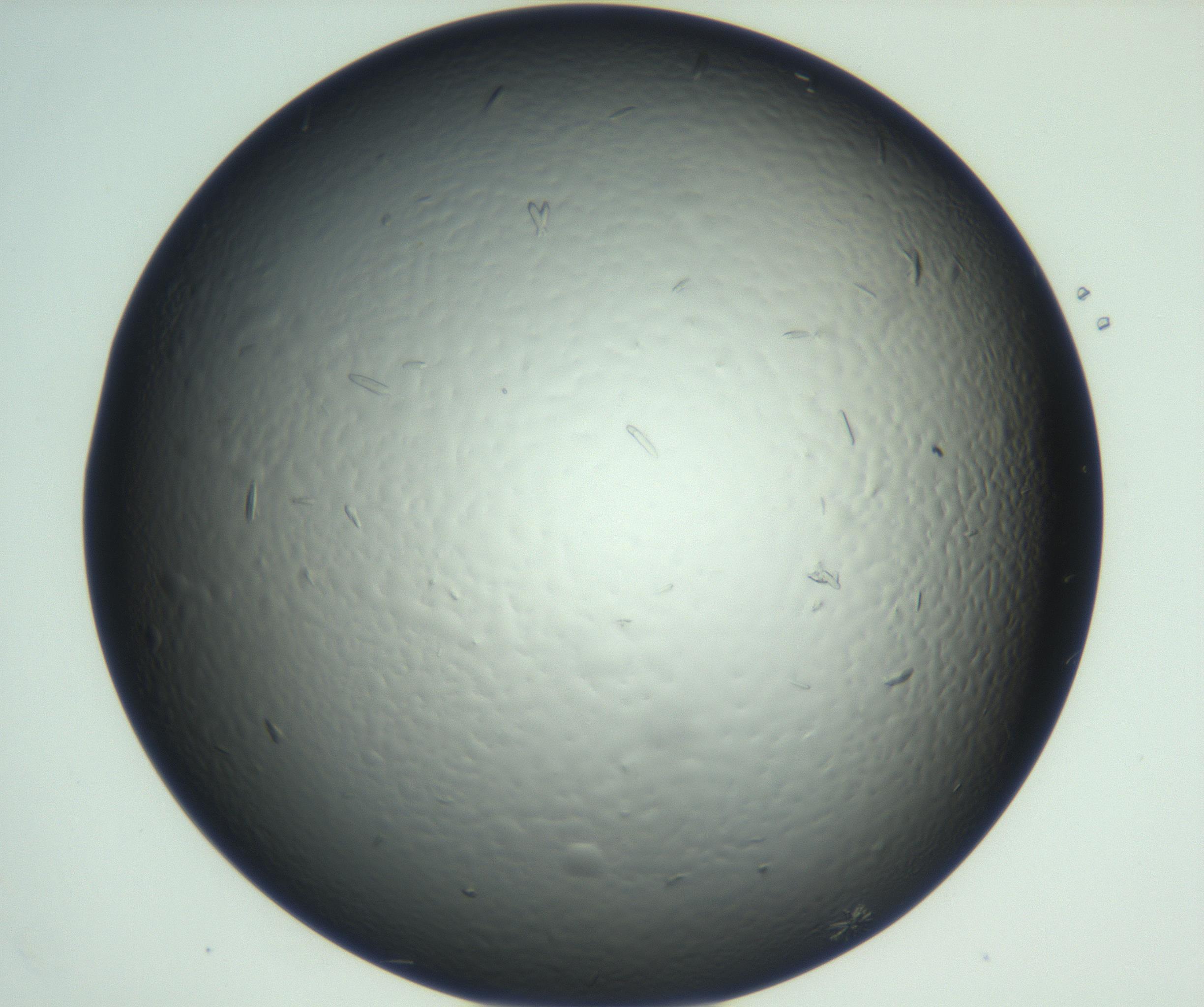 RI01_03_000_0212_Proj1_Clon1_MC_0000MC102933_002_161106_08_04_02_00_99_002_001_RAI.jpg