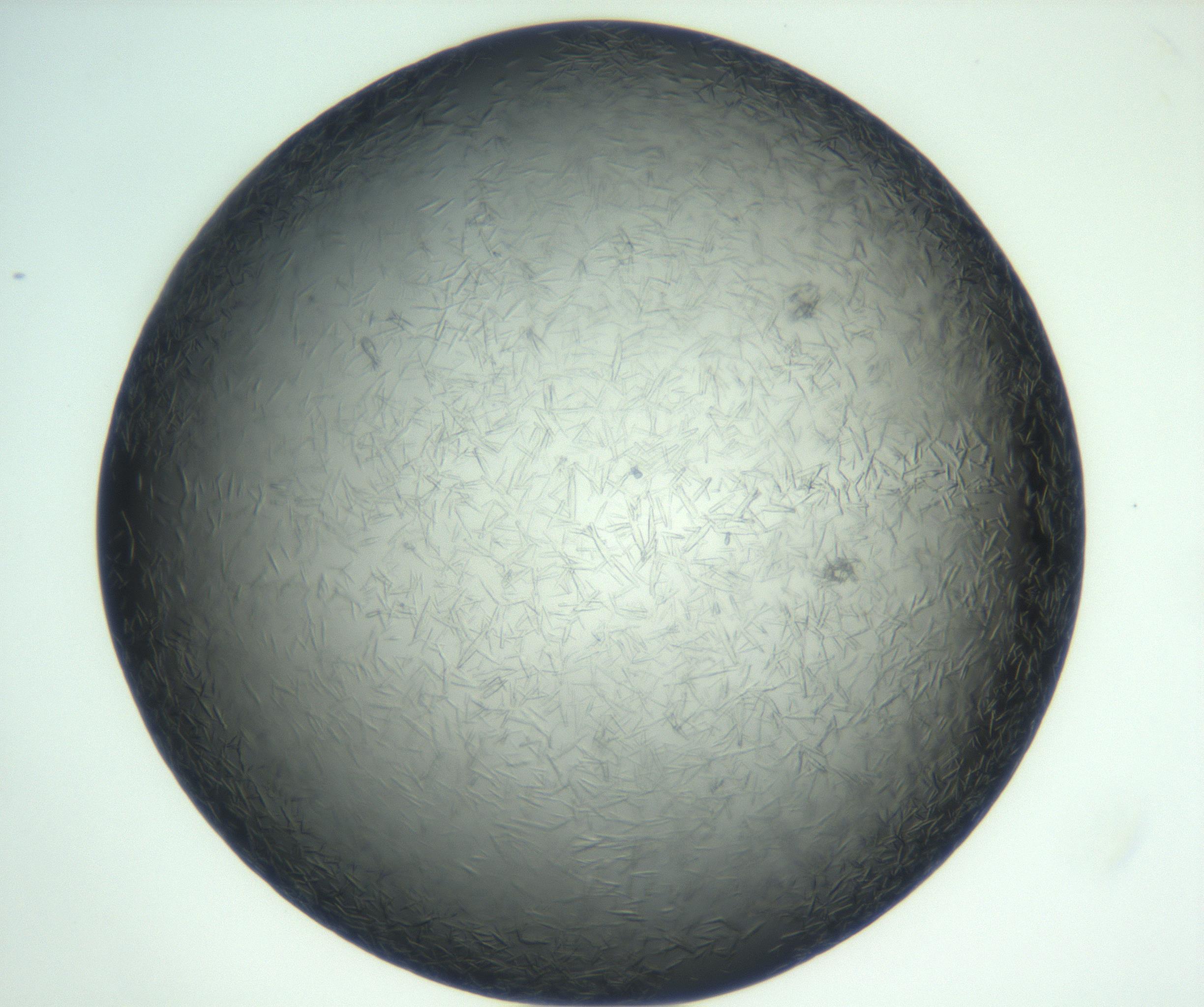 RI01_03_000_0212_Proj1_Clon1_MC_0000MC102933_002_161106_08_05_02_00_99_002_001_RAI.jpg