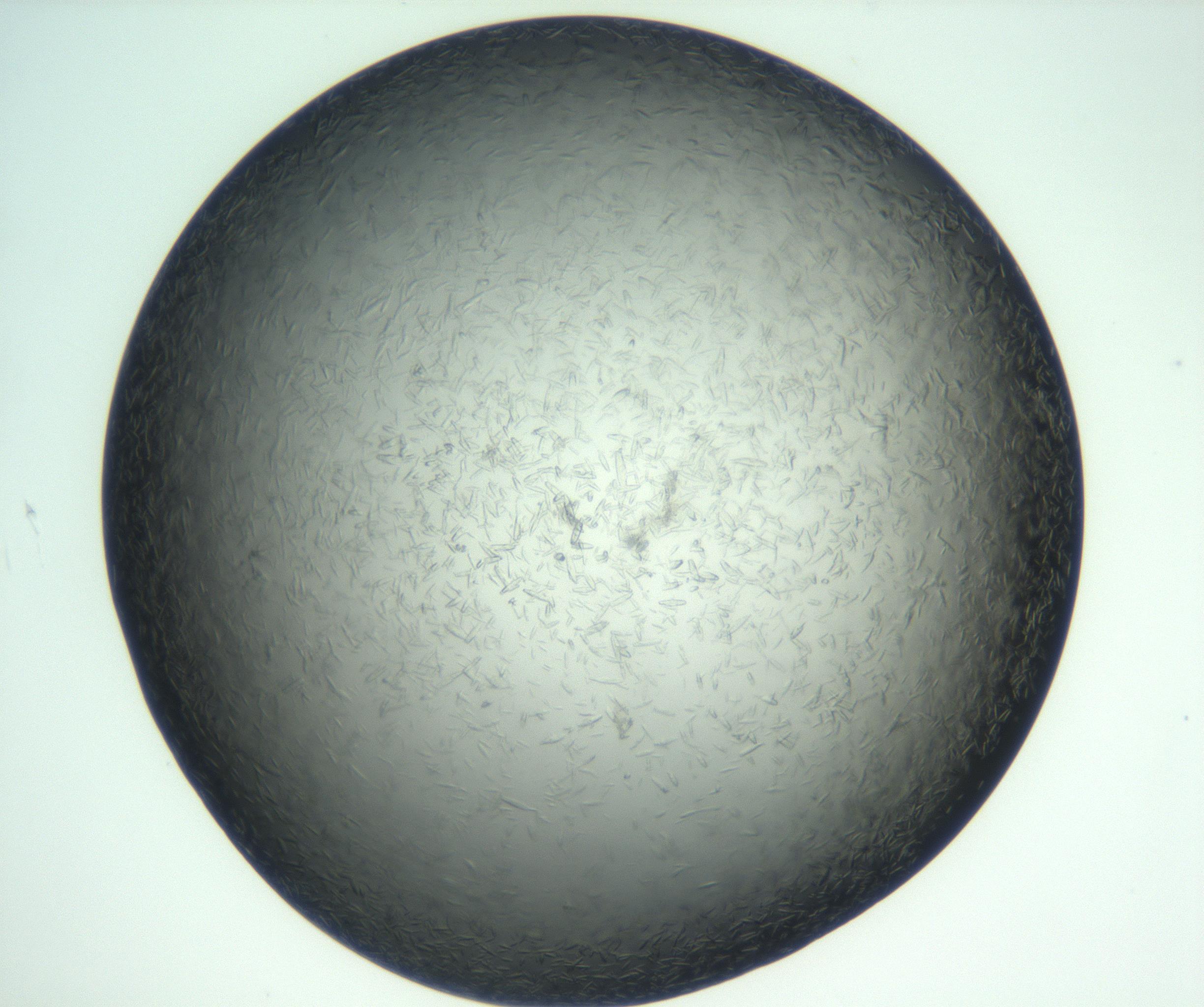 RI01_03_000_0212_Proj1_Clon1_MC_0000MC102933_002_161106_08_06_02_00_99_002_001_RAI.jpg
