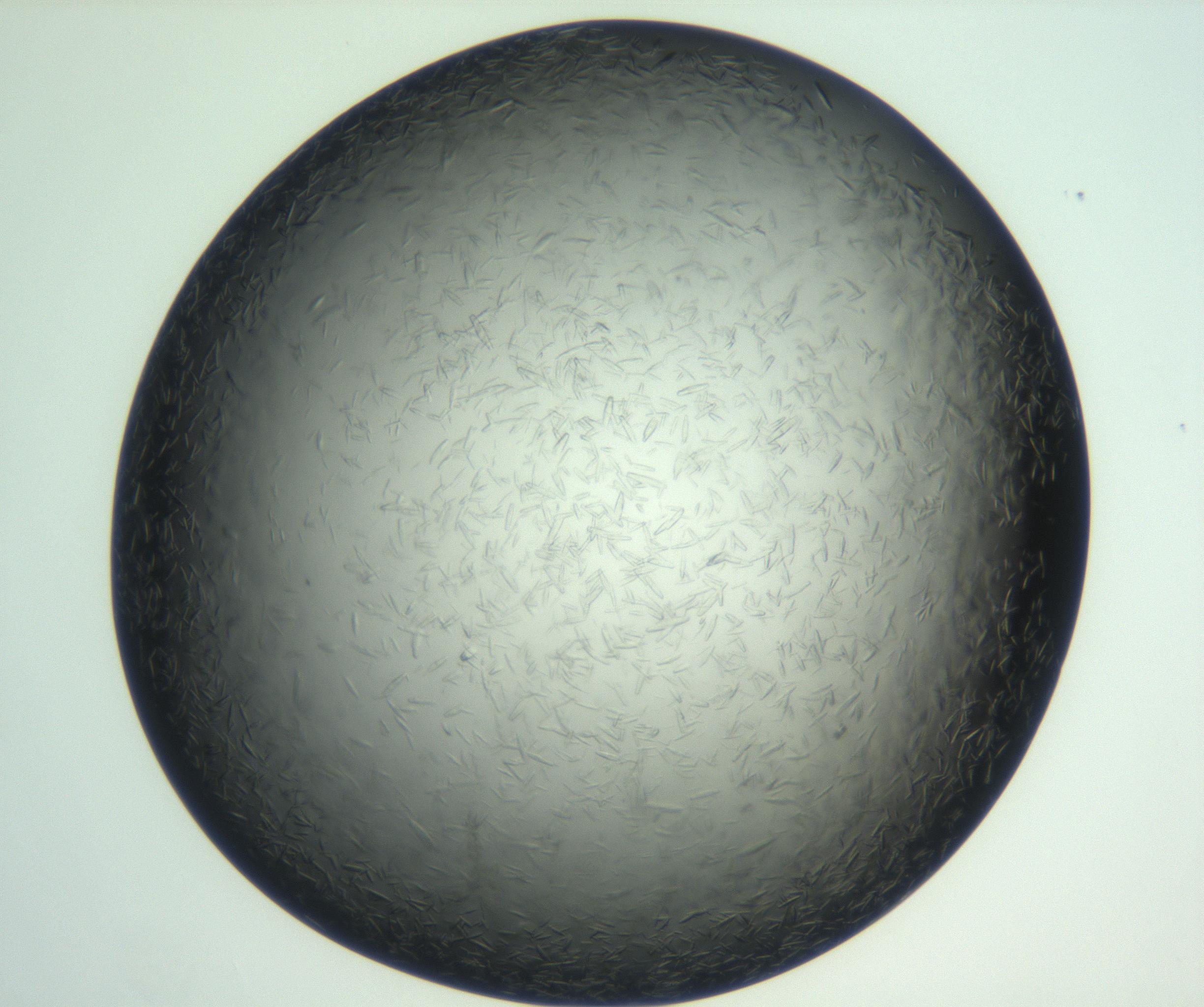 RI01_03_000_0212_Proj1_Clon1_MC_0000MC102933_002_161106_08_08_02_00_99_002_001_RAI.jpg