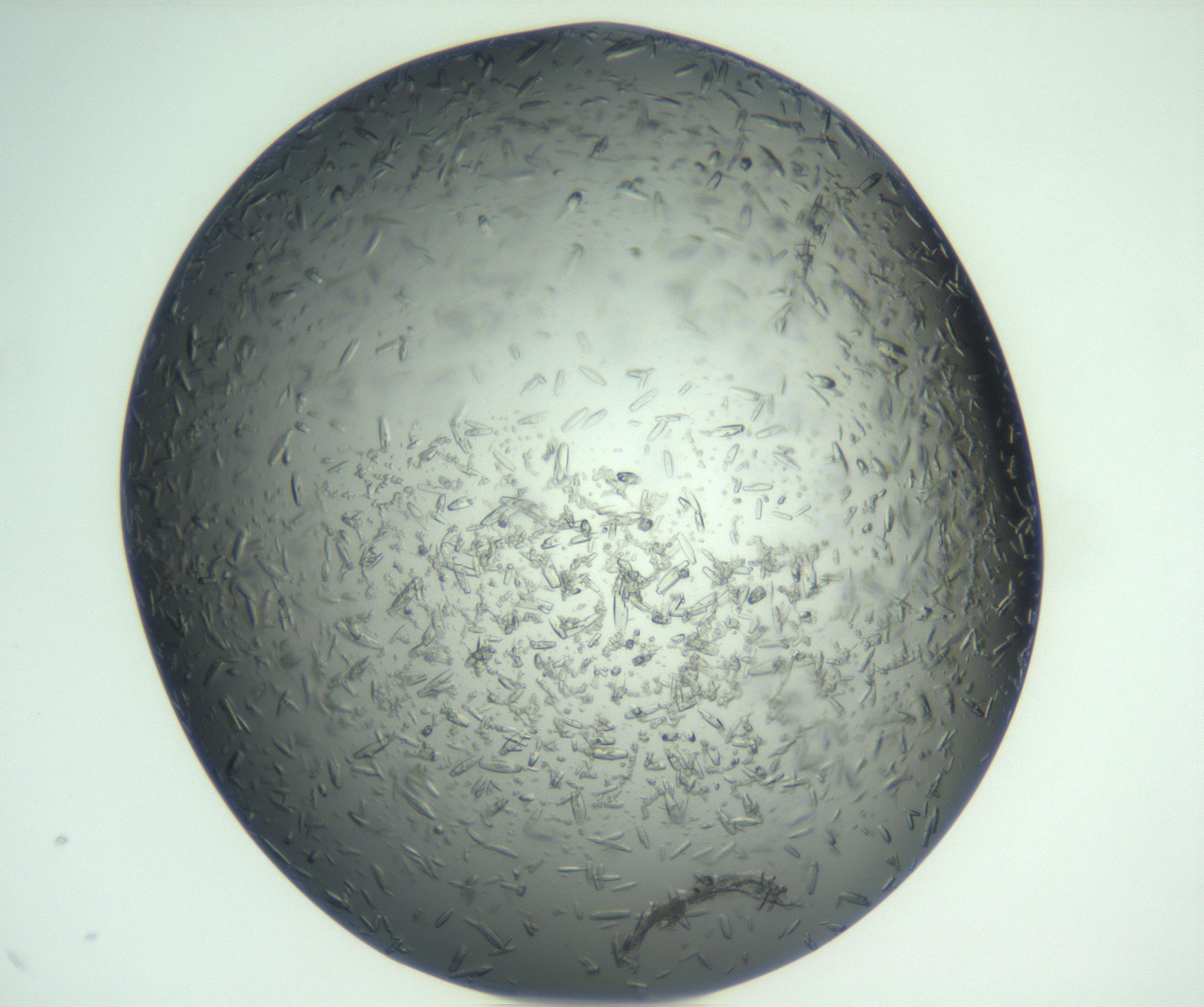 RI01_03_000_0212_Proj1_Clon1_MC_0000MC102933_002_161106_09_01_01_00_99_002_001_RAI.jpg