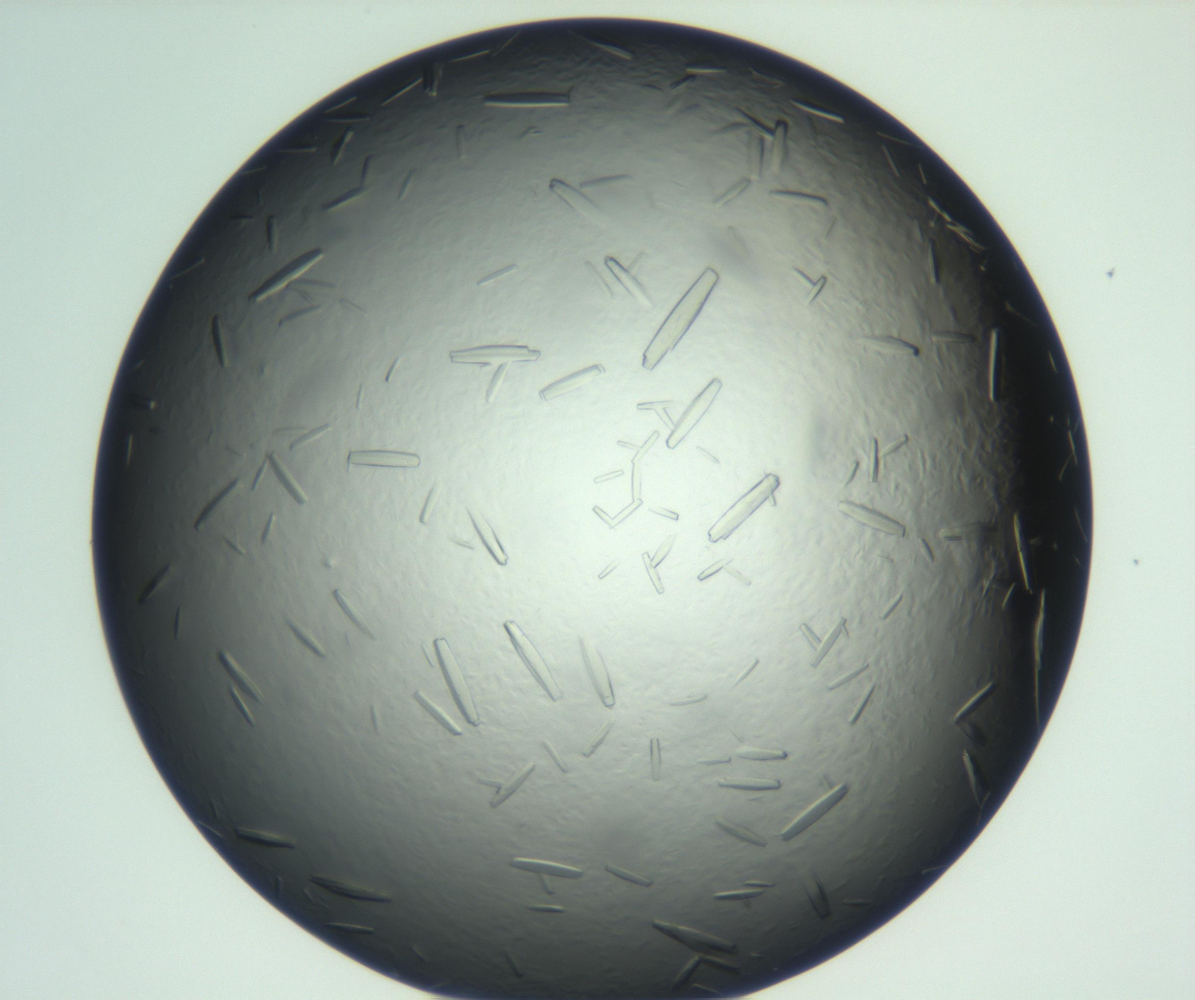 RI01_03_000_0212_Proj1_Clon1_MC_0000MC102933_002_161106_09_03_01_00_99_002_001_RAI.jpg