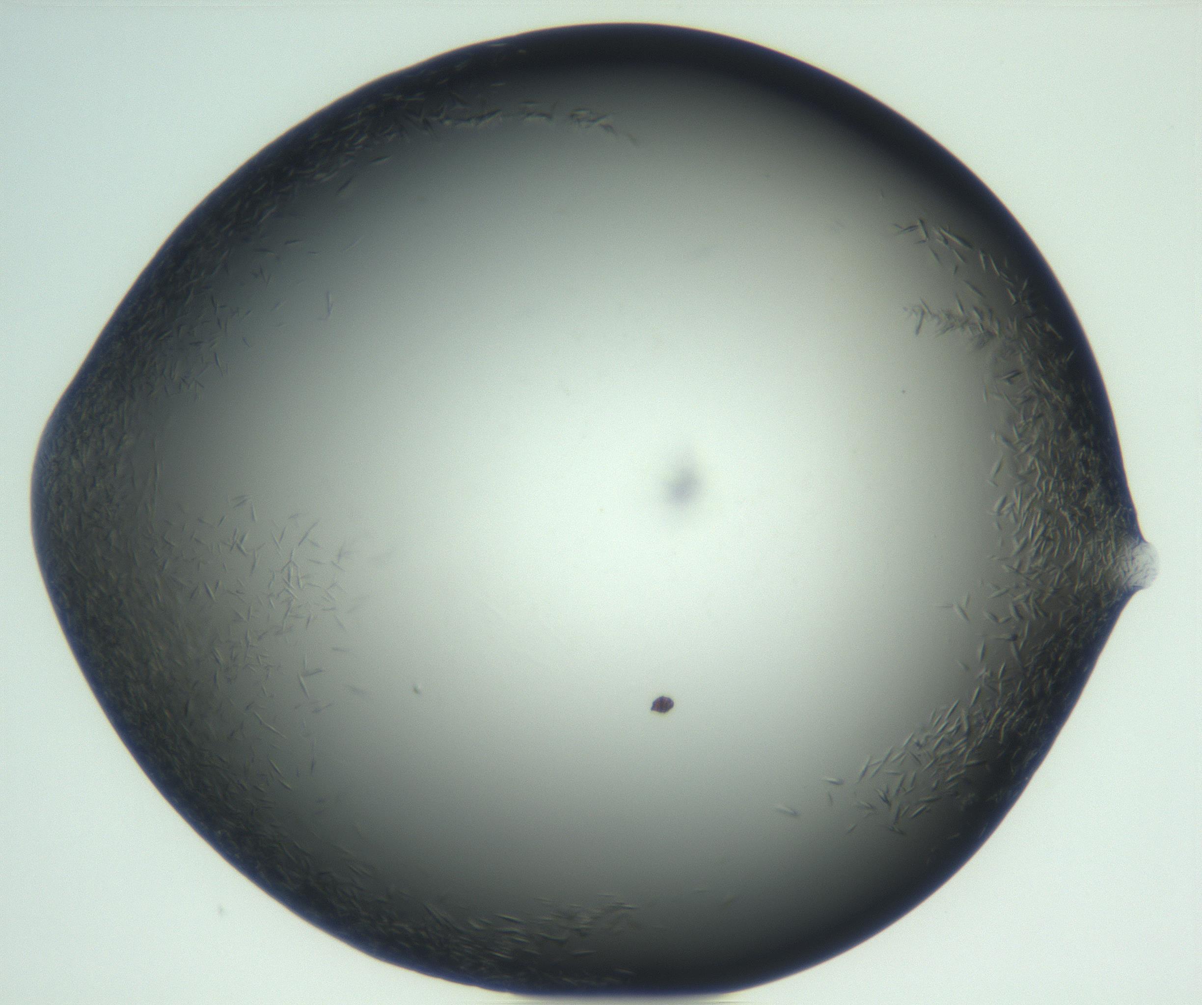 RI01_03_000_0212_Proj1_Clon1_MC_0000MC102933_002_161106_09_05_02_00_99_002_001_RAI.jpg