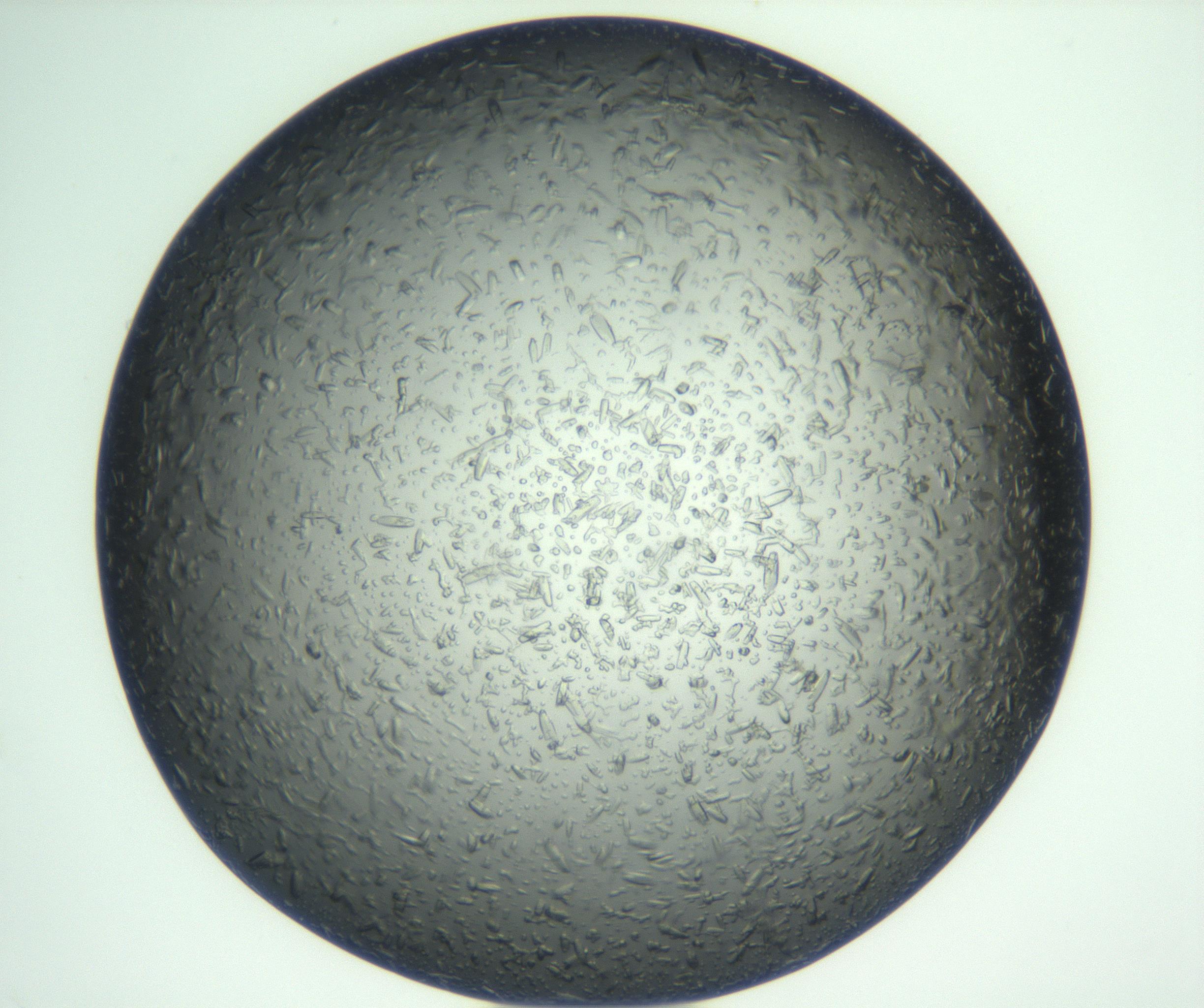 RI01_03_000_0212_Proj1_Clon1_MC_0000MC102933_002_161106_10_02_01_00_99_002_001_RAI.jpg