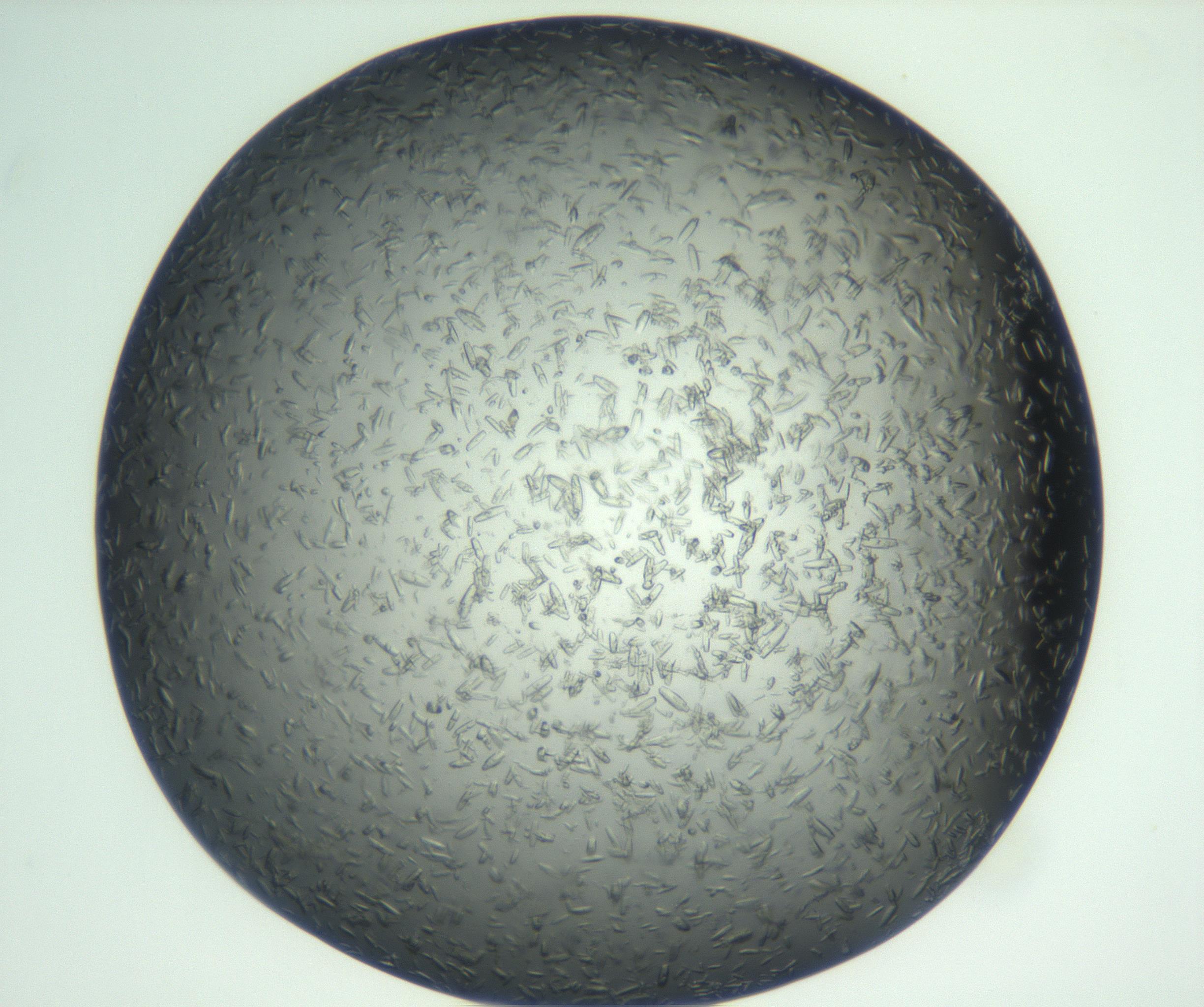 RI01_03_000_0212_Proj1_Clon1_MC_0000MC102933_002_161106_10_03_01_00_99_002_001_RAI.jpg