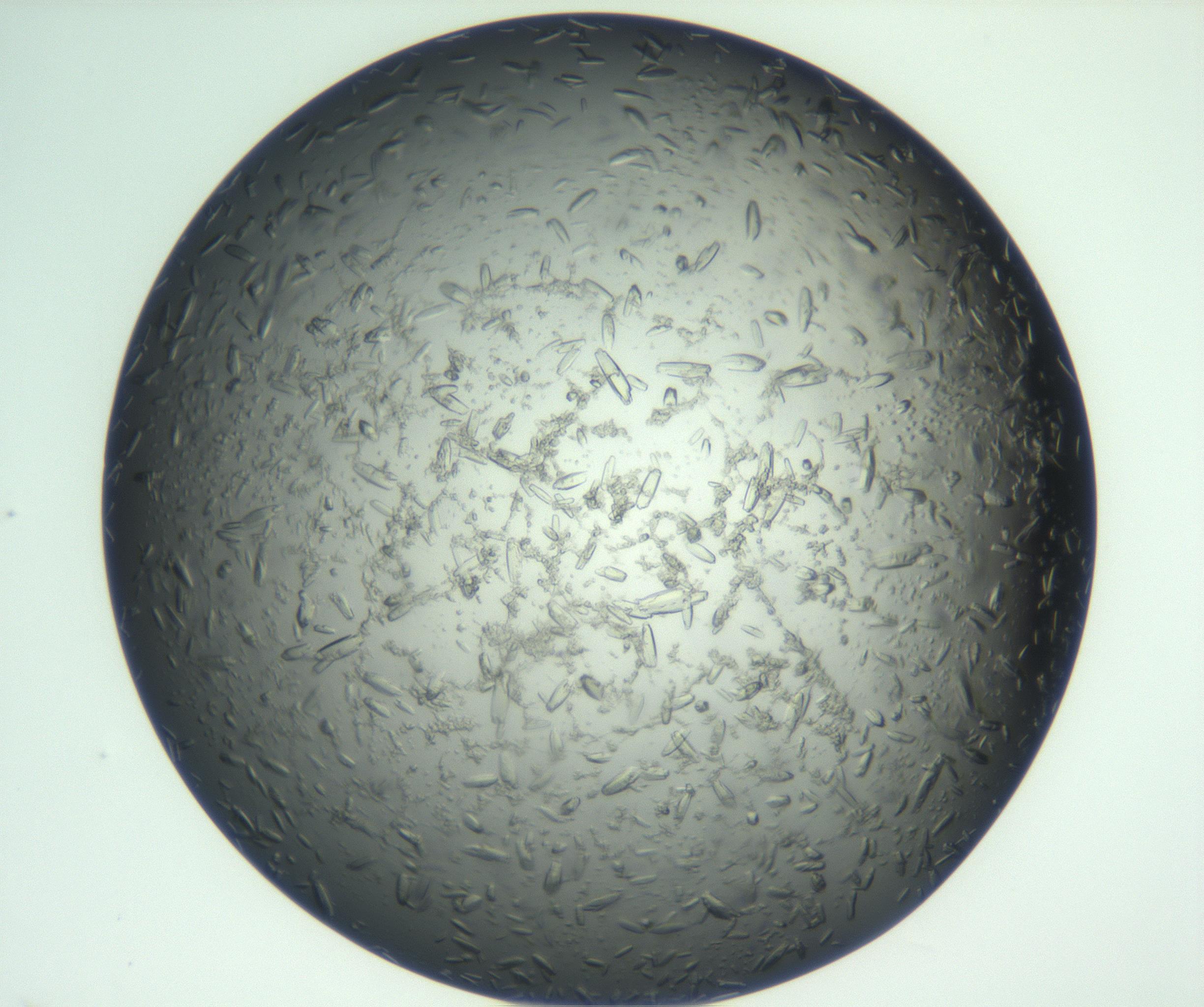 RI01_03_000_0212_Proj1_Clon1_MC_0000MC102933_002_161106_10_04_01_00_99_002_001_RAI.jpg