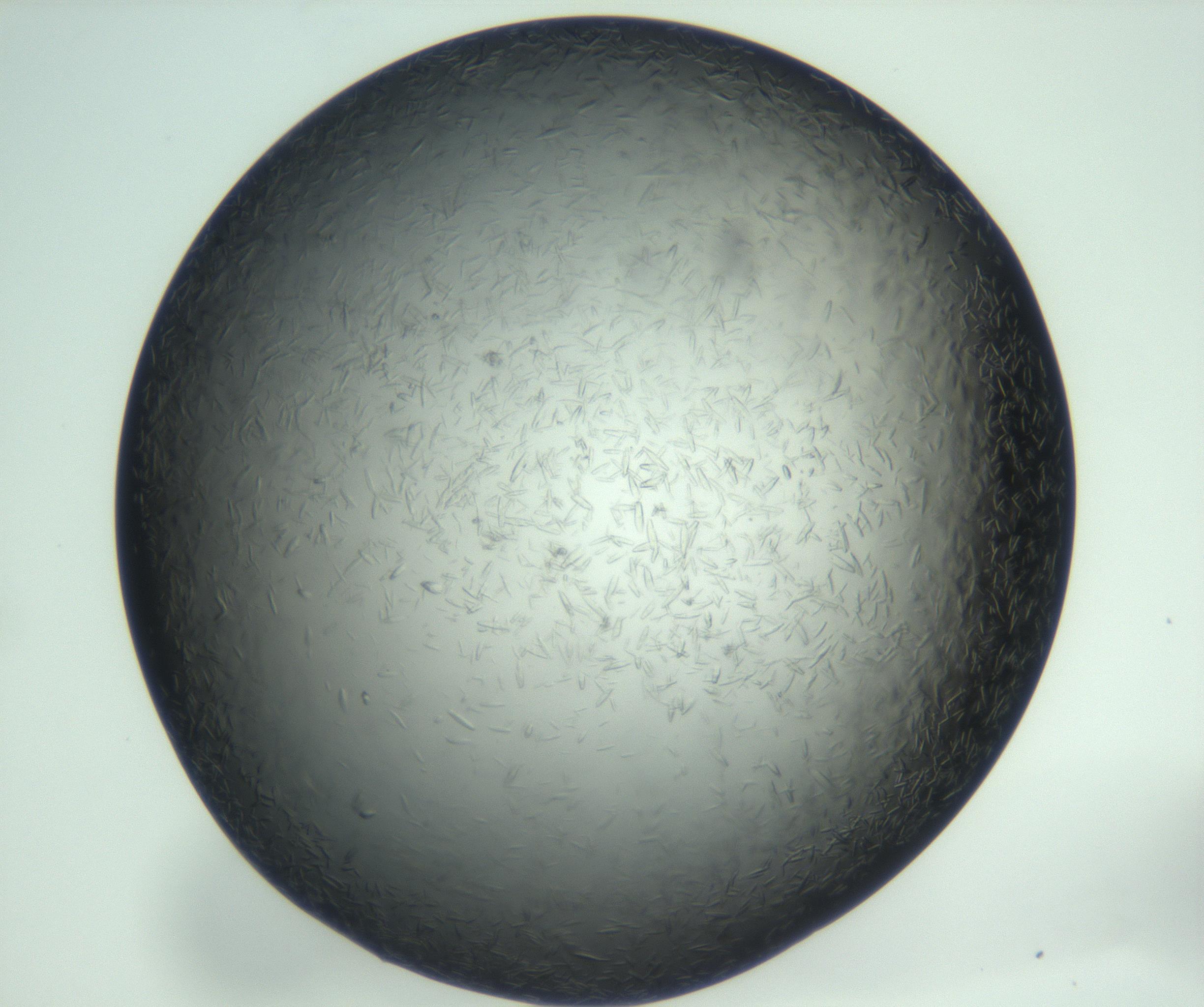 RI01_03_000_0212_Proj1_Clon1_MC_0000MC102933_002_161106_10_06_02_00_99_002_001_RAI.jpg