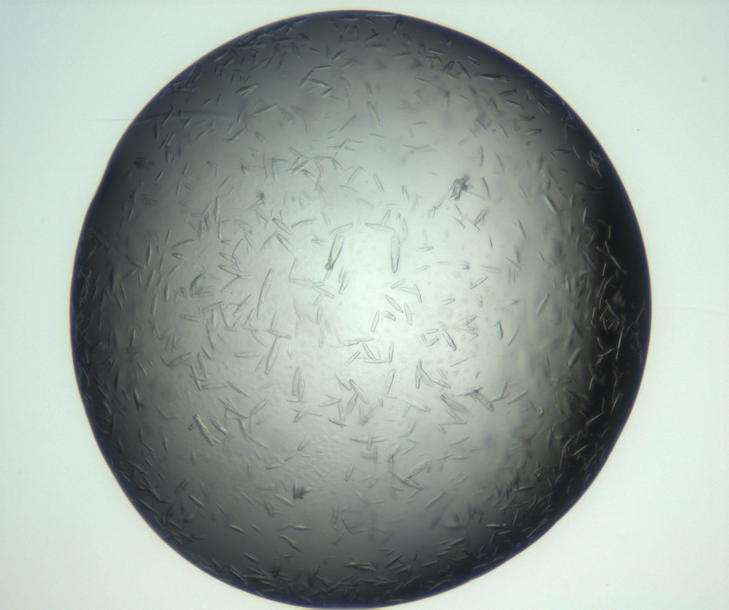 RI01_03_000_0212_Proj1_Clon1_MC_0000MC102933_002_161106_10_07_02_00_99_002_001_RAI.jpg