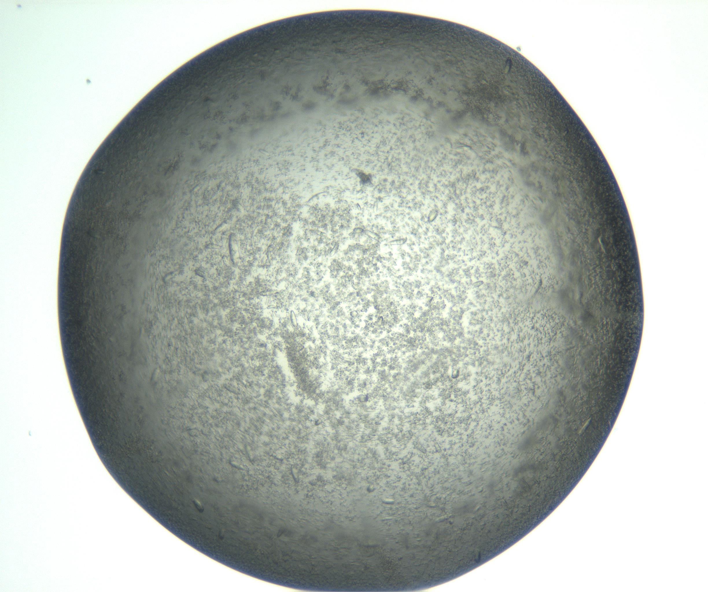 RI01_03_000_0212_Proj1_Clon1_MC_0000MC102933_002_161106_11_02_01_00_99_002_001_RAI.jpg