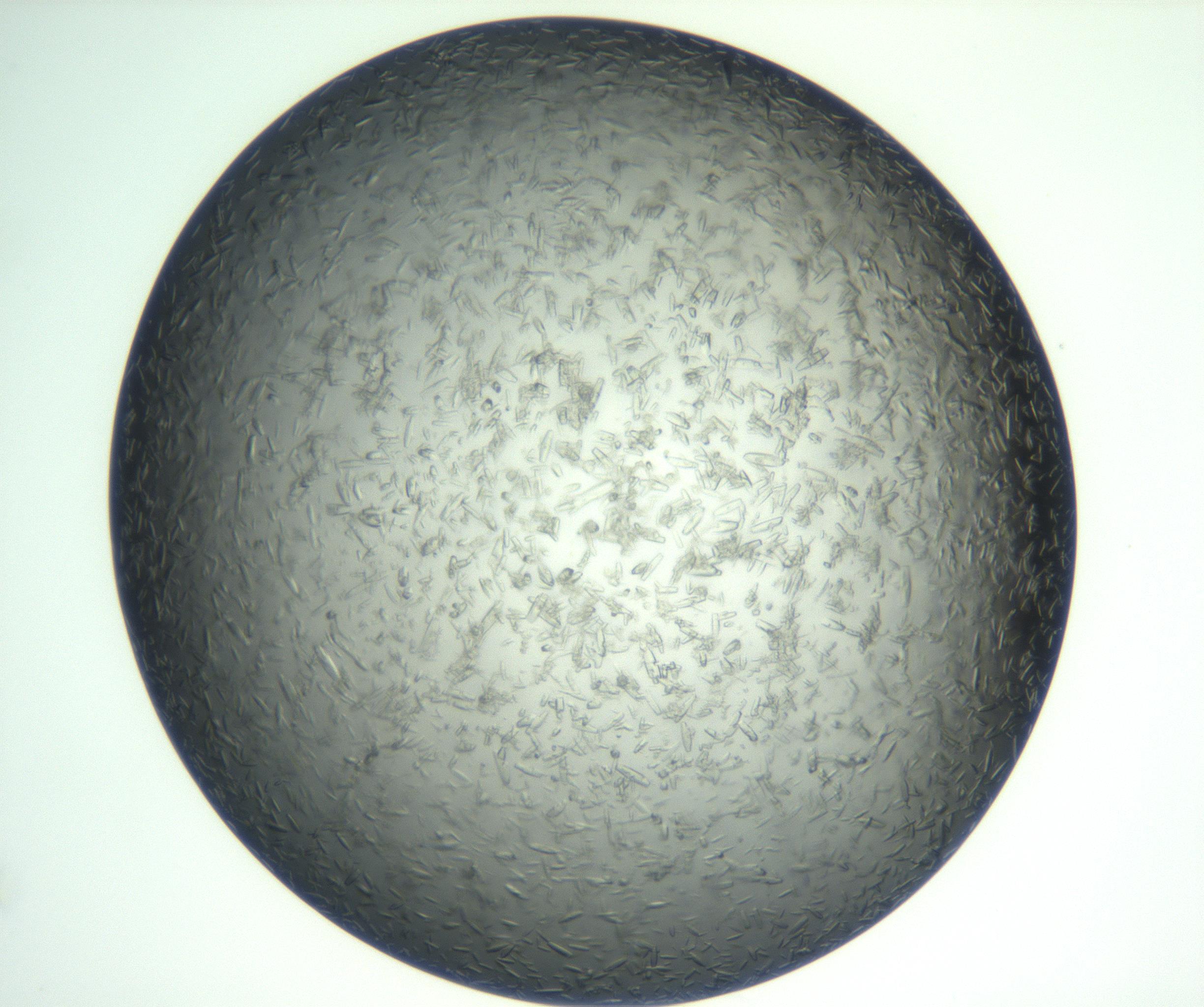 RI01_03_000_0212_Proj1_Clon1_MC_0000MC102933_002_161106_11_04_01_00_99_002_001_RAI.jpg
