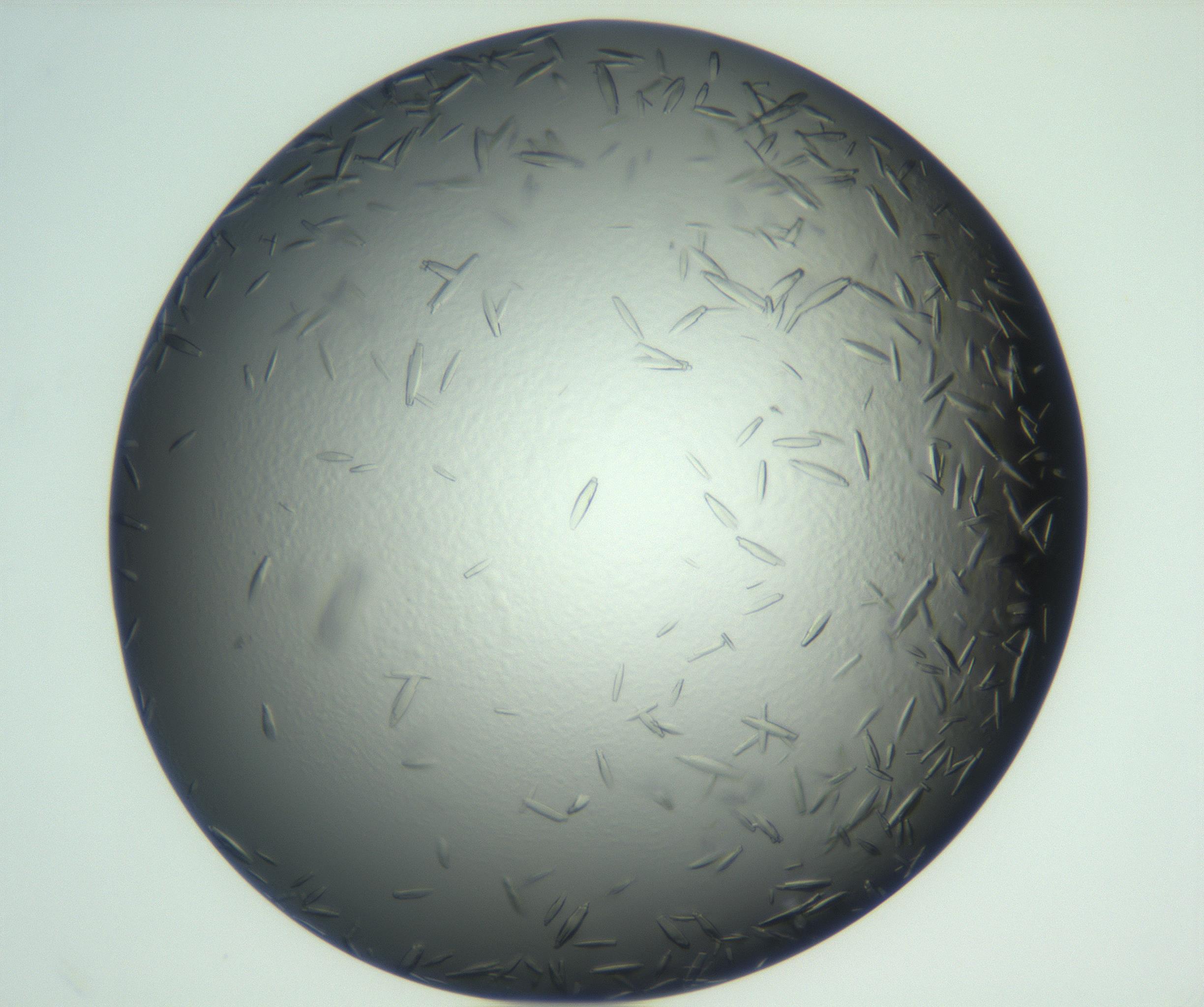 RI01_03_000_0212_Proj1_Clon1_MC_0000MC102933_002_161106_11_08_01_00_99_002_001_RAI.jpg