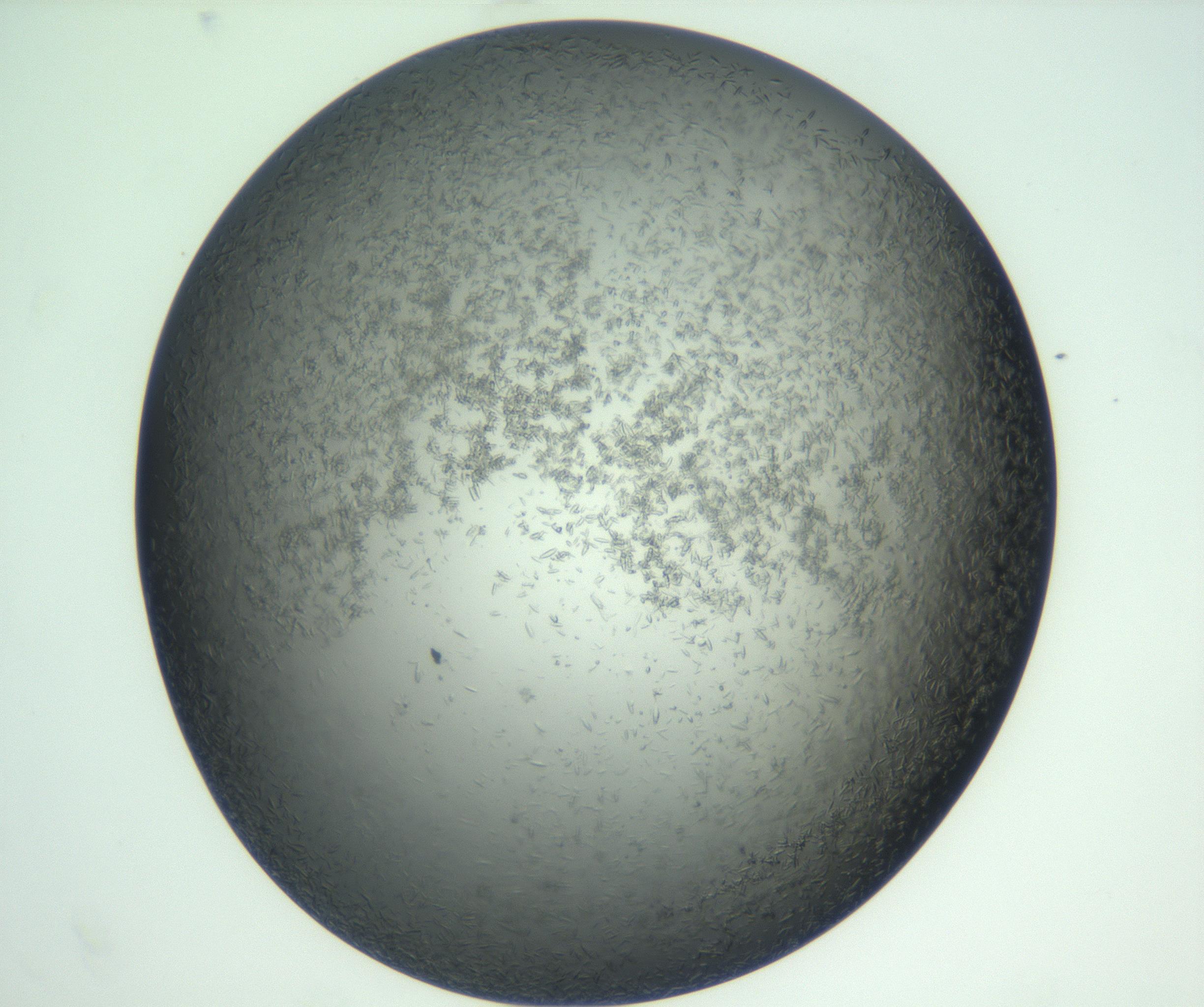 RI01_03_000_0212_Proj1_Clon1_MC_0000MC102933_002_161106_11_08_02_00_99_002_001_RAI.jpg