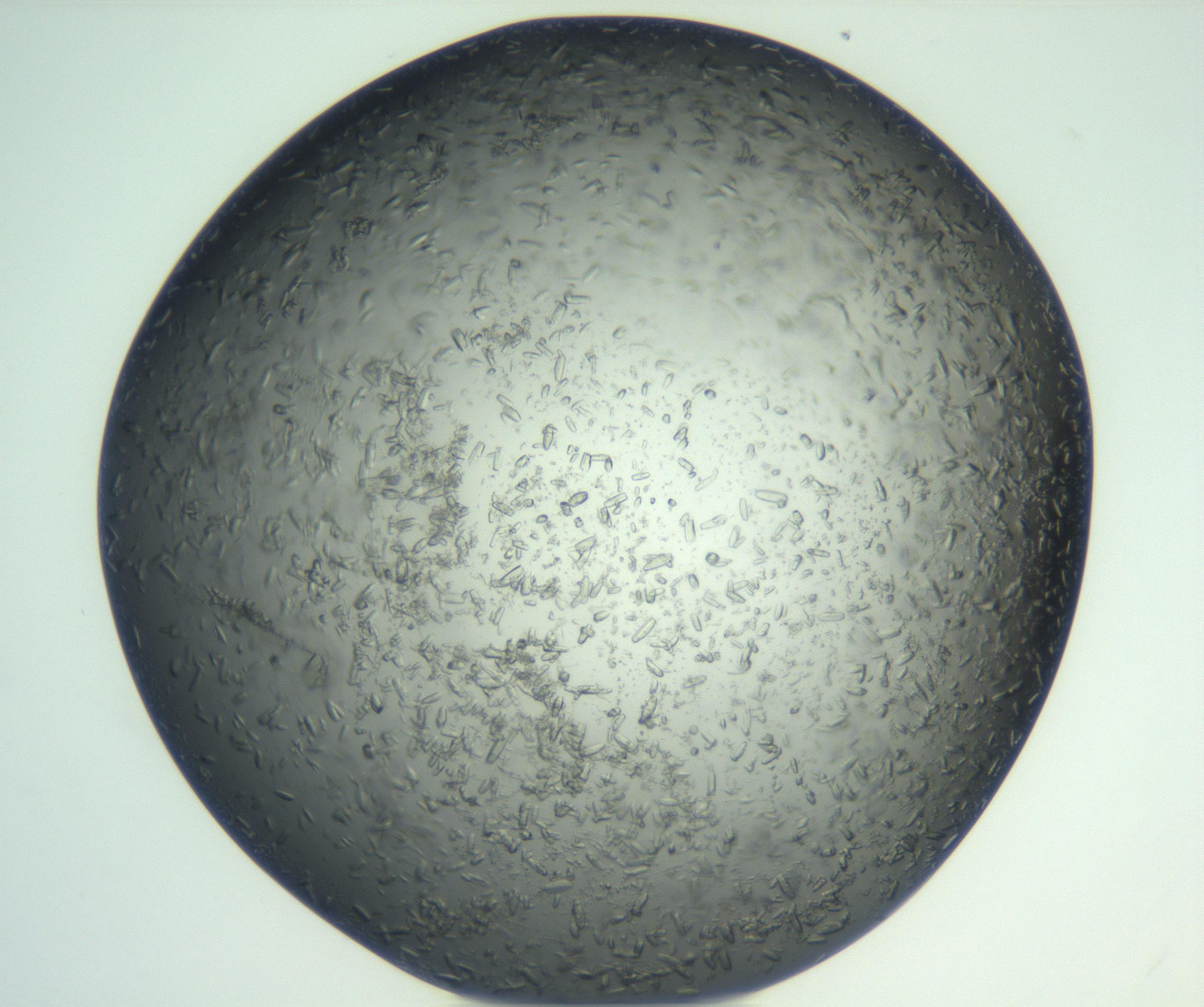 RI01_03_000_0212_Proj1_Clon1_MC_0000MC102933_002_161106_12_02_01_00_99_002_001_RAI.jpg