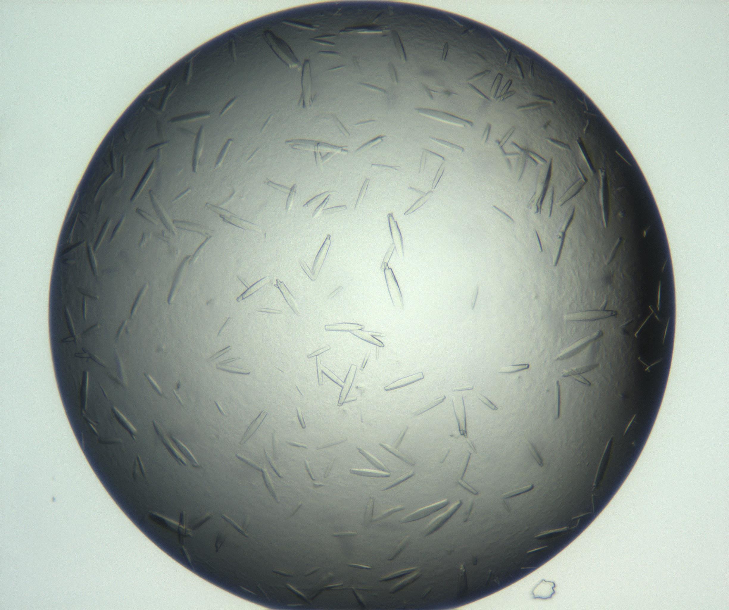 RI01_03_000_0212_Proj1_Clon1_MC_0000MC102933_002_161106_12_04_01_00_99_002_001_RAI.jpg
