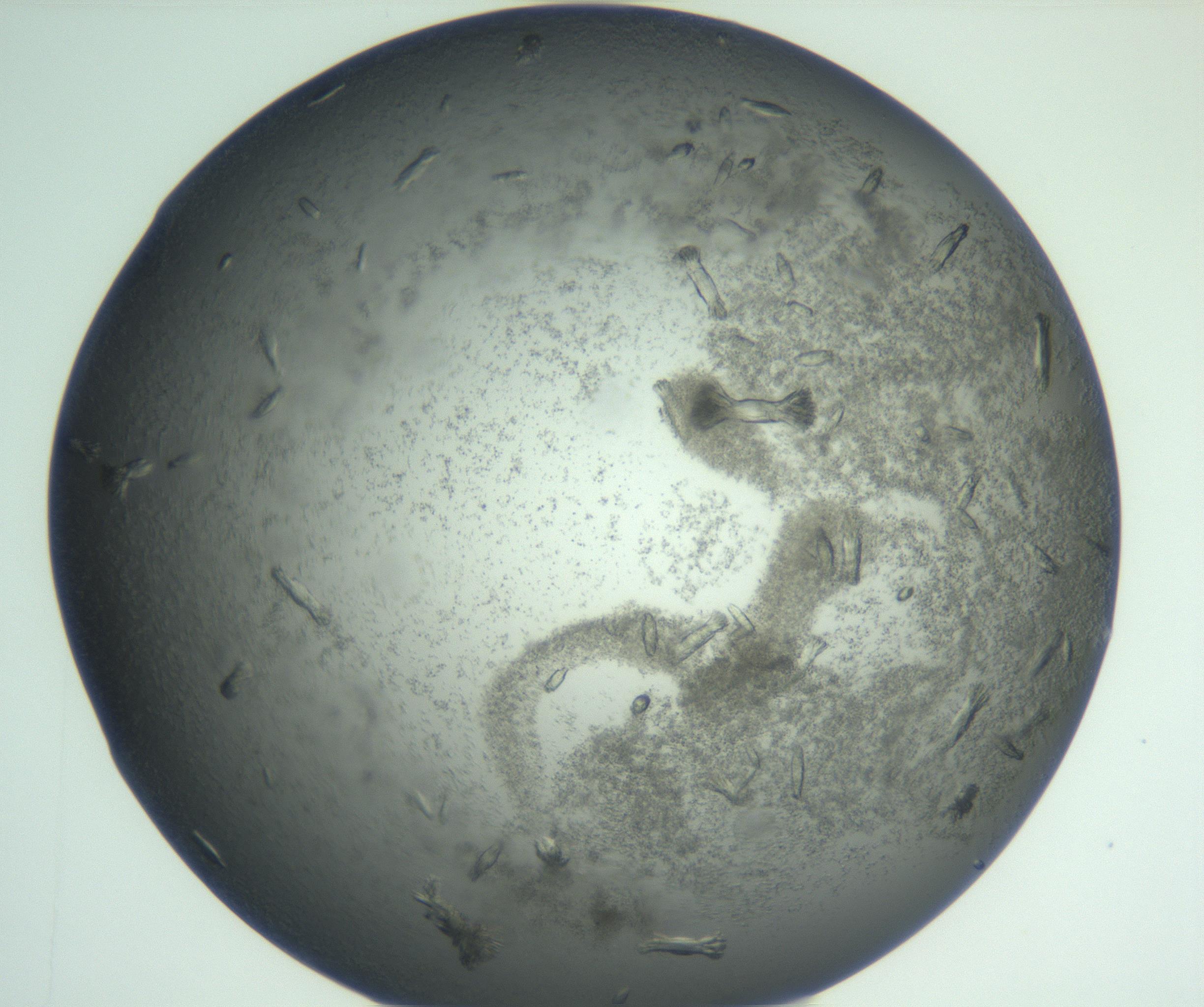 RI01_03_000_0212_Proj1_Clon1_MC_0000MC102933_004_161110_02_05_02_00_99_002_001_RAI.jpg