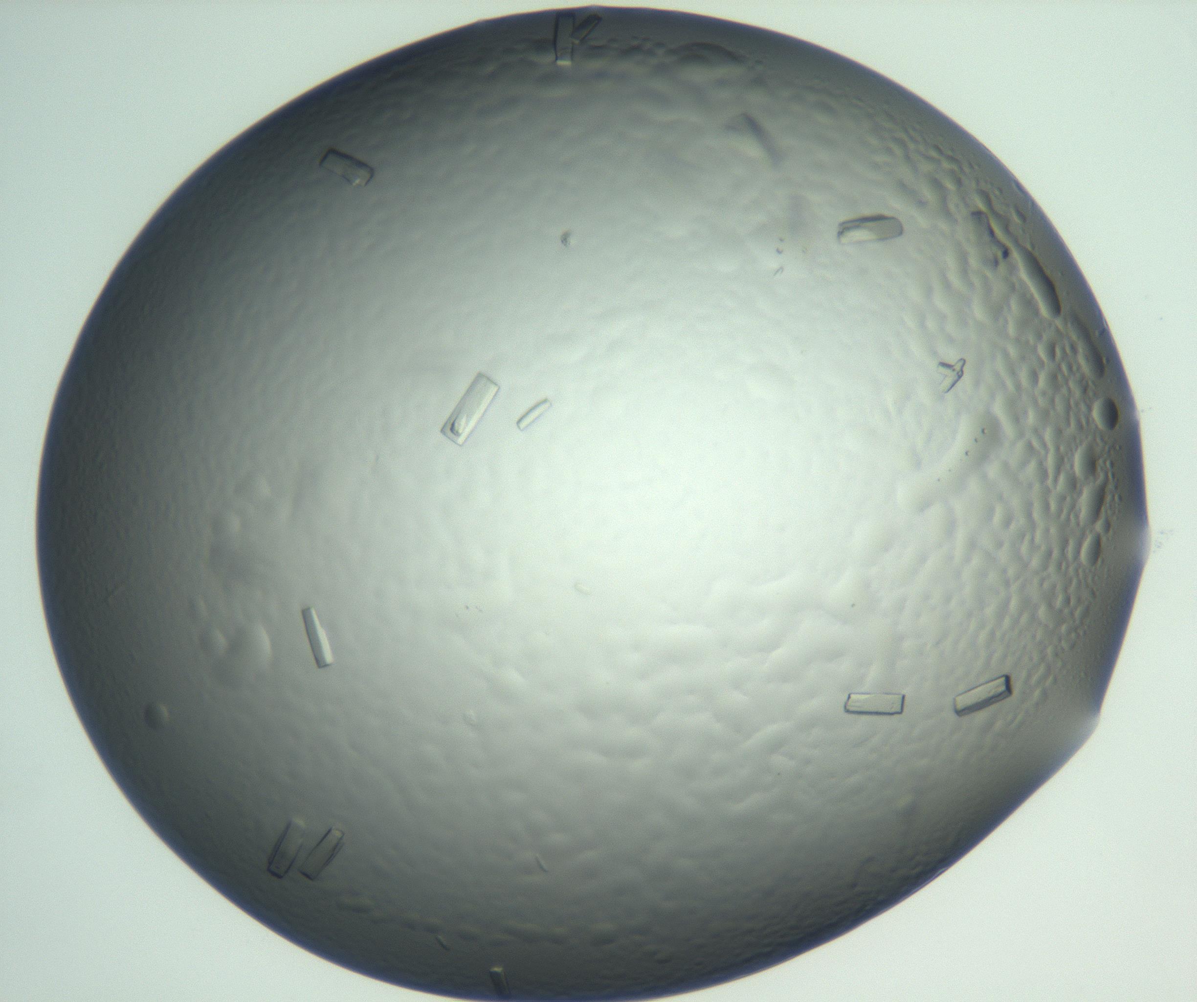 RI01_03_000_0212_Proj1_Clon1_MC_0000MC102933_004_161110_02_08_01_00_99_002_001_RAI.jpg