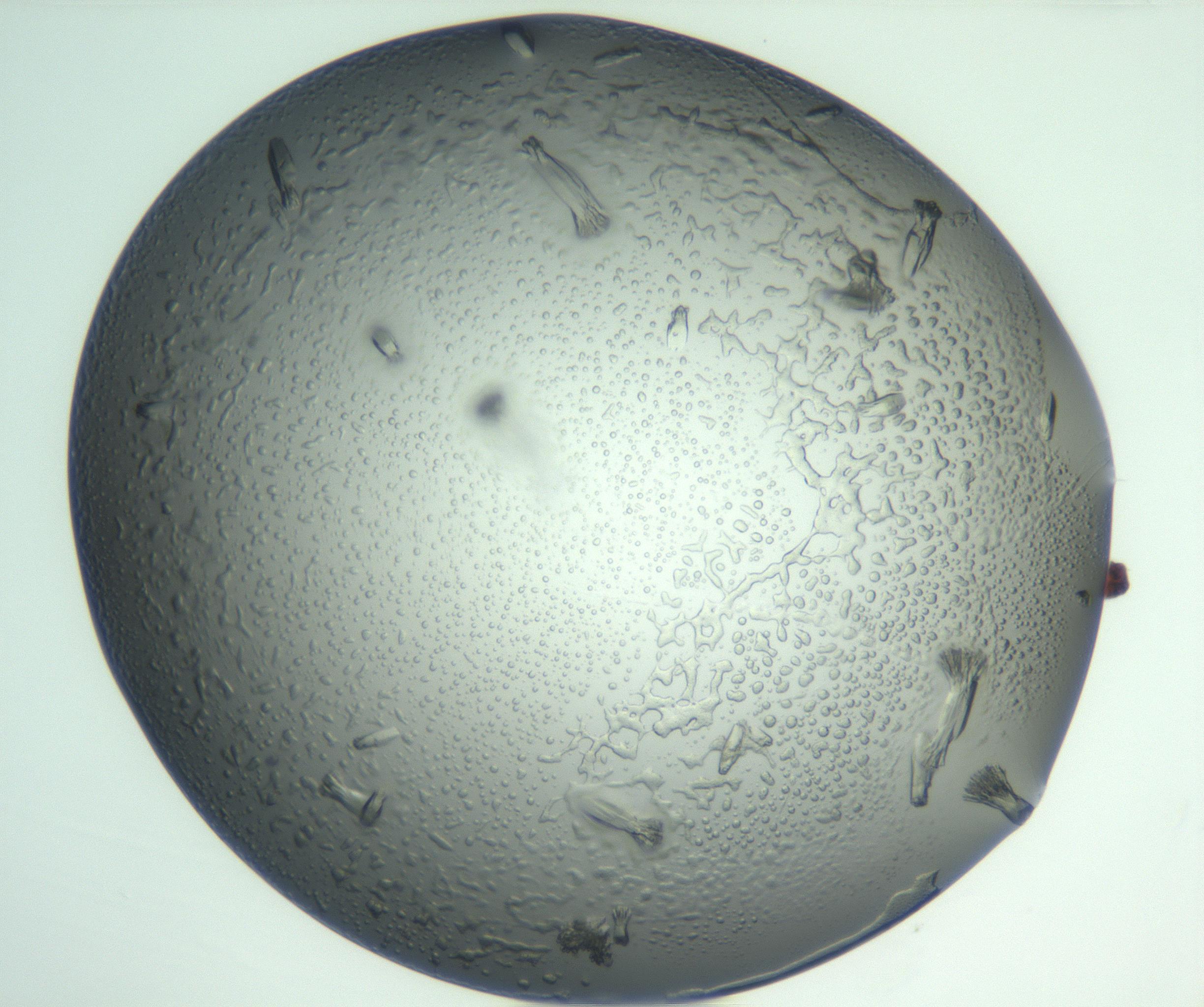 RI01_03_000_0212_Proj1_Clon1_MC_0000MC102933_004_161110_03_03_01_00_99_002_001_RAI.jpg