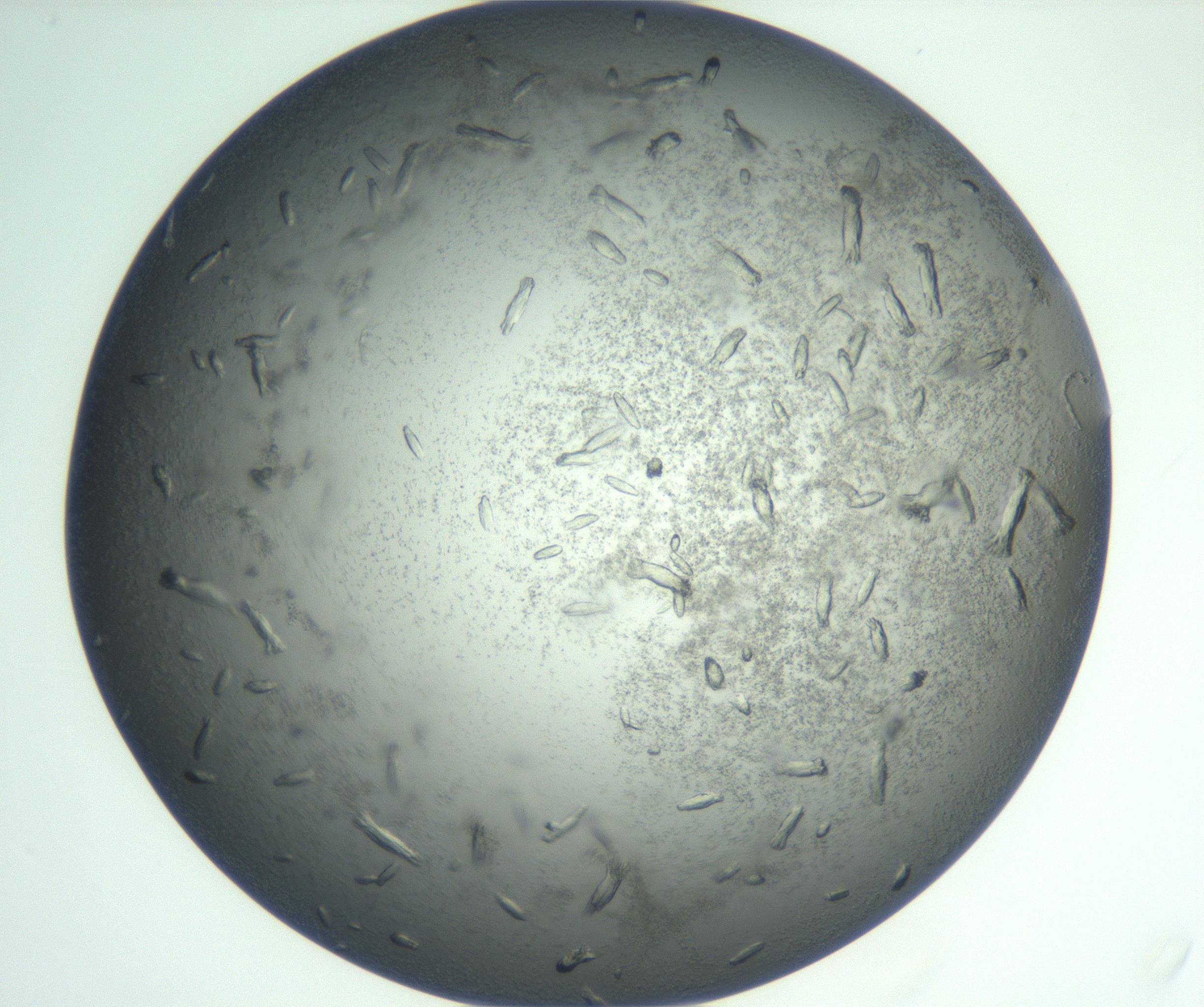 RI01_03_000_0212_Proj1_Clon1_MC_0000MC102933_004_161110_04_05_02_00_99_002_001_RAI.jpg