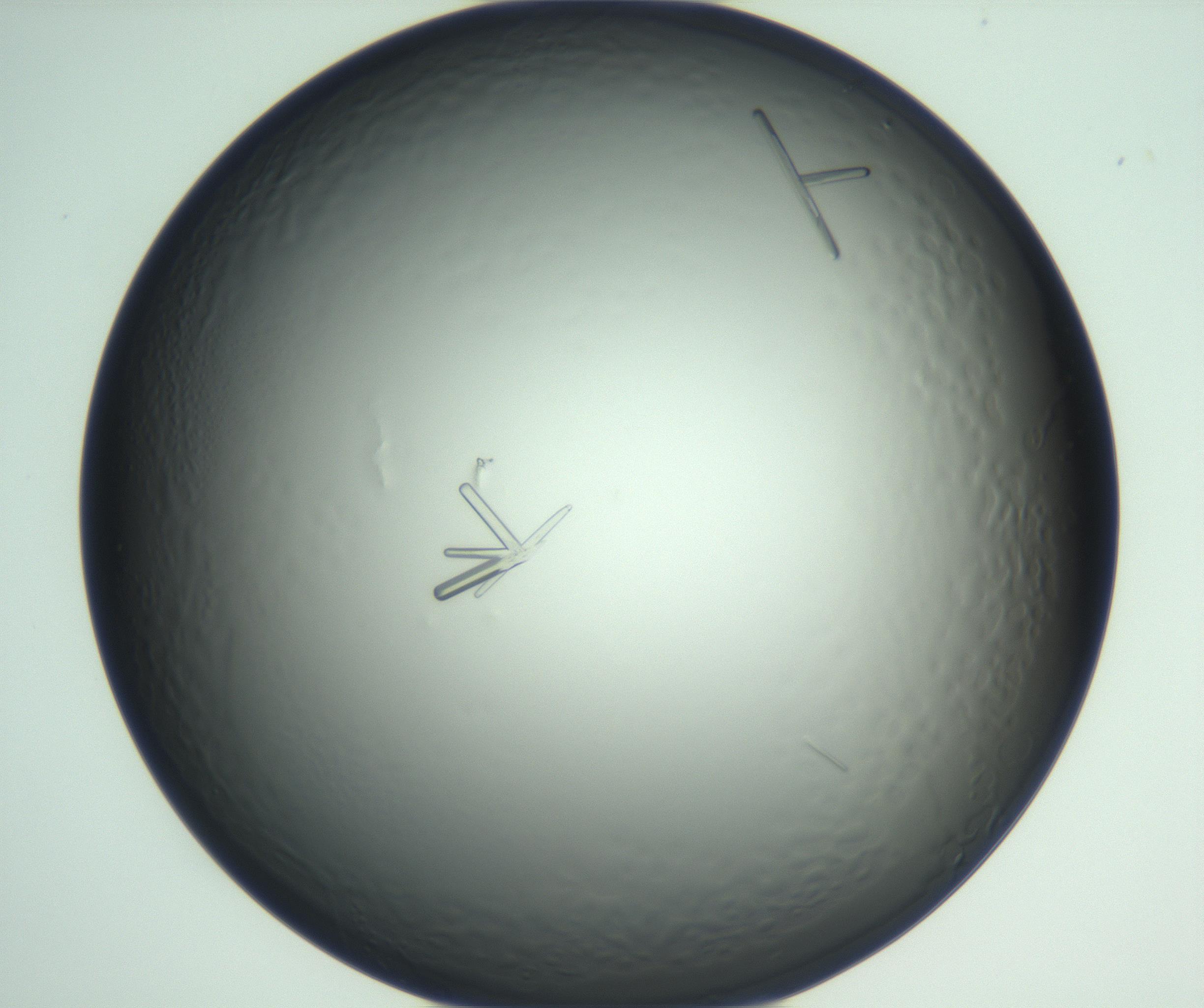 RI01_03_000_0212_Proj1_Clon1_MC_0000MC102933_004_161110_05_07_01_00_99_002_001_RAI.jpg