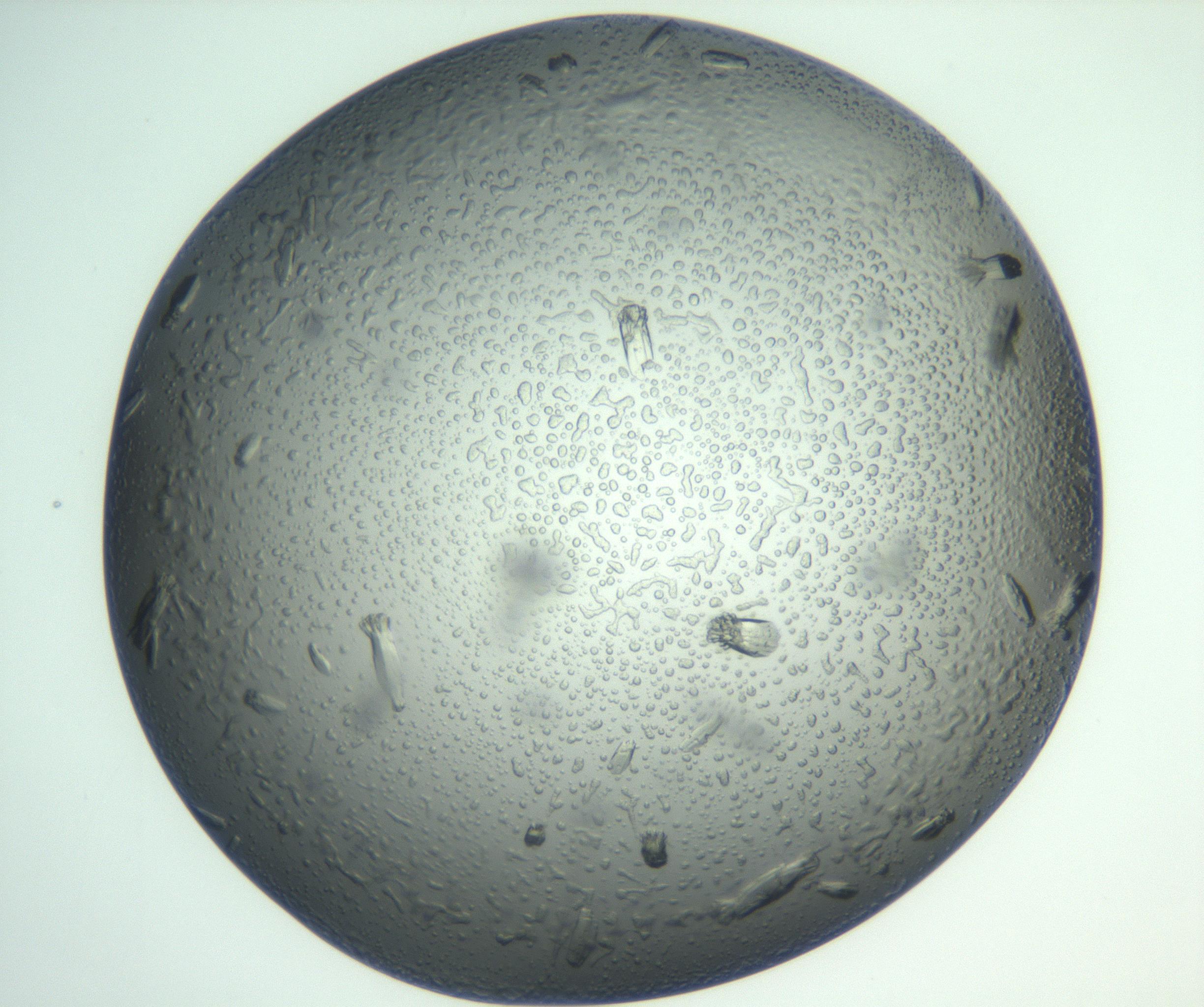 RI01_03_000_0212_Proj1_Clon1_MC_0000MC102933_004_161110_06_08_01_00_99_002_001_RAI.jpg