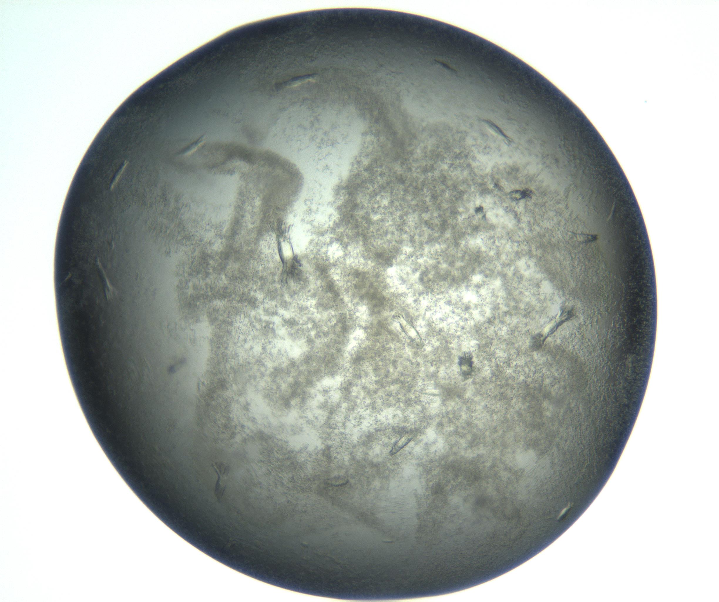 RI01_03_000_0212_Proj1_Clon1_MC_0000MC102933_004_161110_07_05_02_00_99_002_001_RAI.jpg